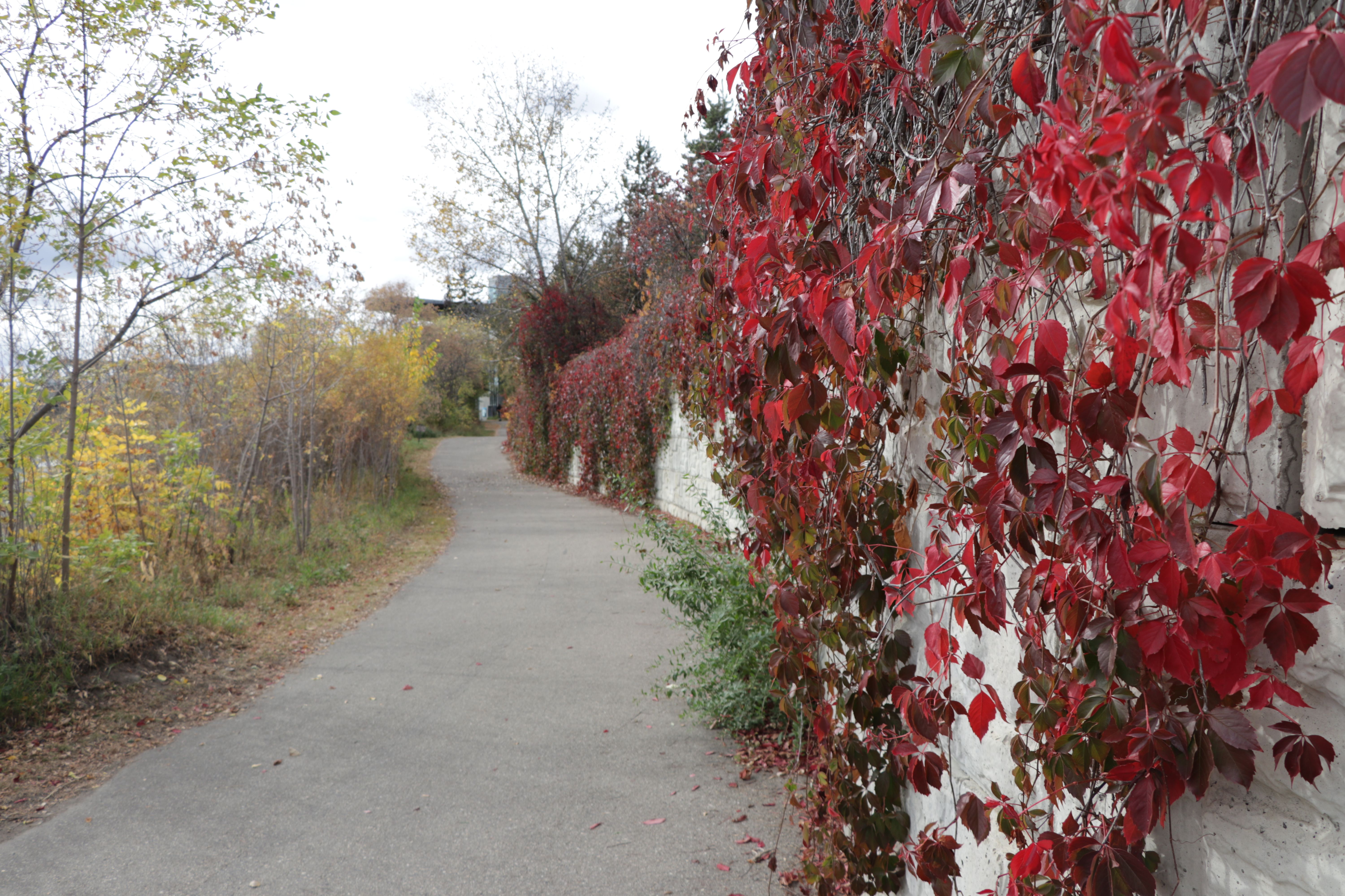 A curvy white wall along a paved path with a bunch of leaves growing over it, up close there are some bright red ones.