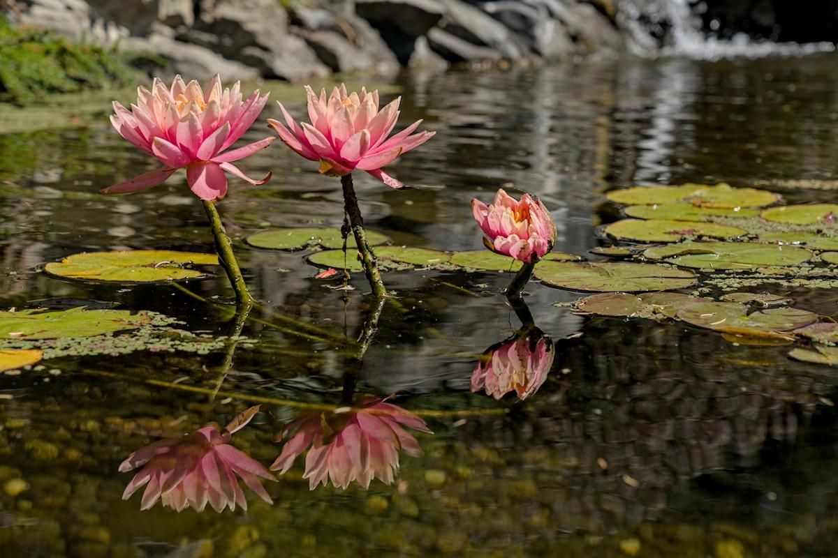 A color photo of three bright pink water lilies with one big one on the left, one a little smaller to the right, and one much smaller and not fully open to the right of the second one. Green flat leaf like disks, the lily pads, float to the left and right of the three lily flowers. The three lilies on the long four inch stems are reflected in the clear water. Some out of focus rocks are seen in the back ground.