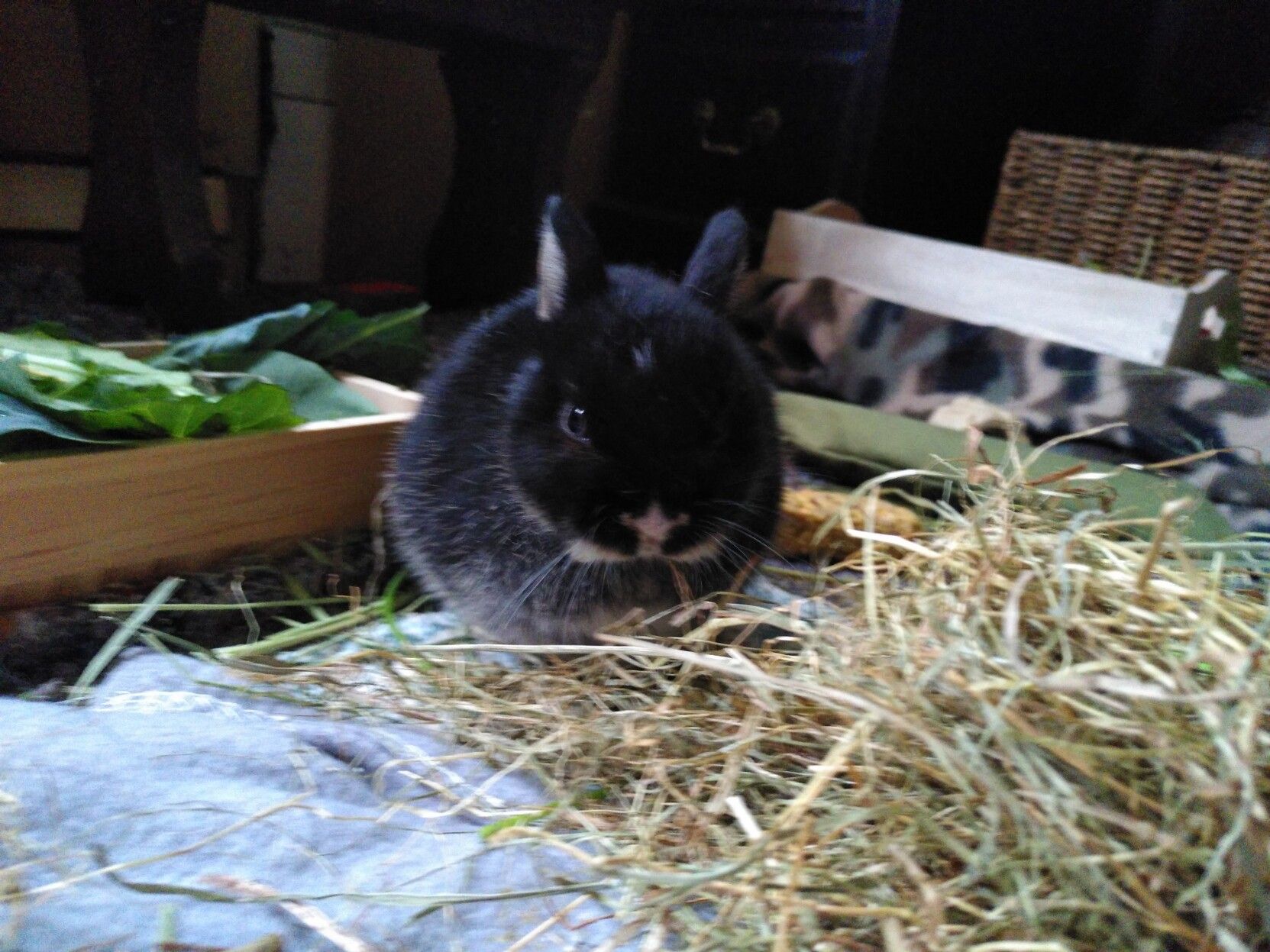 Black 7 month-old cute Netherland Dwarf rabbit looking at a pile of hay