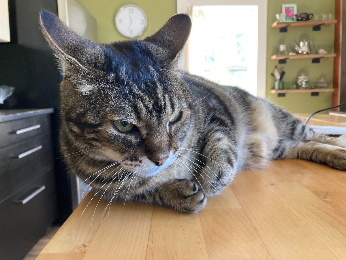 Tabby cat lounging on his side with his head up. He's on a pale wood tabletop. One front paw is tucked in and his ears are turned sideways, making him look like he's frowning. 