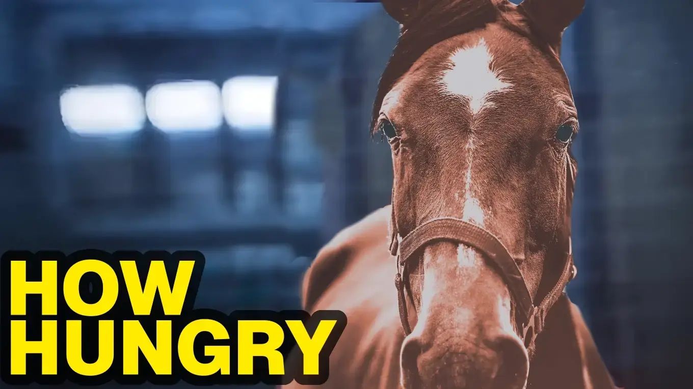 the "does he know" youtube thumbnail but the guy is replaced with a horse and the text is replaced with "how hungry"