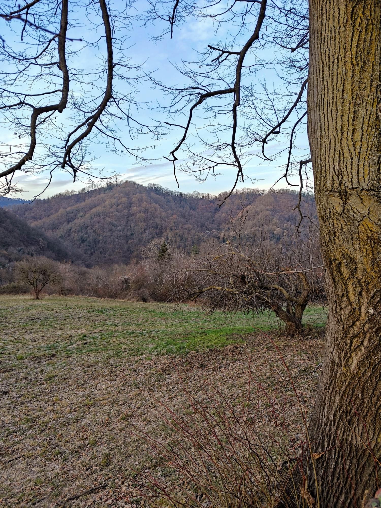 Paesaggio collinare invernale incorniciato da rami spogli. In primo piano a destra, il tronco rugoso di un grande albero domina la scena, mentre rami sottili pendono dall'alto. Un prato di erba secca e brulla conduce lo sguardo verso colline ricoperte da una fitta vegetazione senza foglie. Il cielo è di un azzurro pallido con nuvole leggere e sottili, e la luce naturale appare morbida e diffusa.