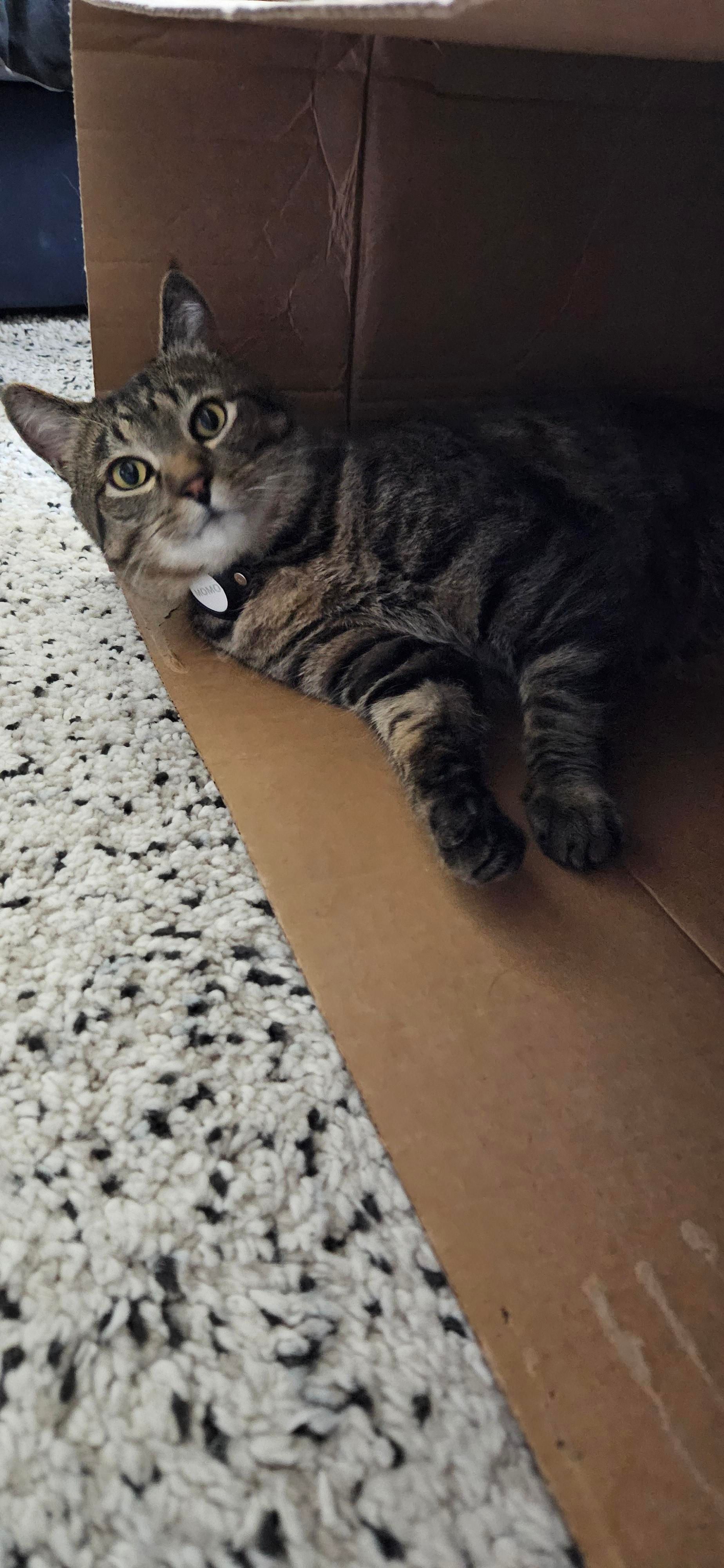 Momo laying inside a big cardboard box. He's looking at the camera.