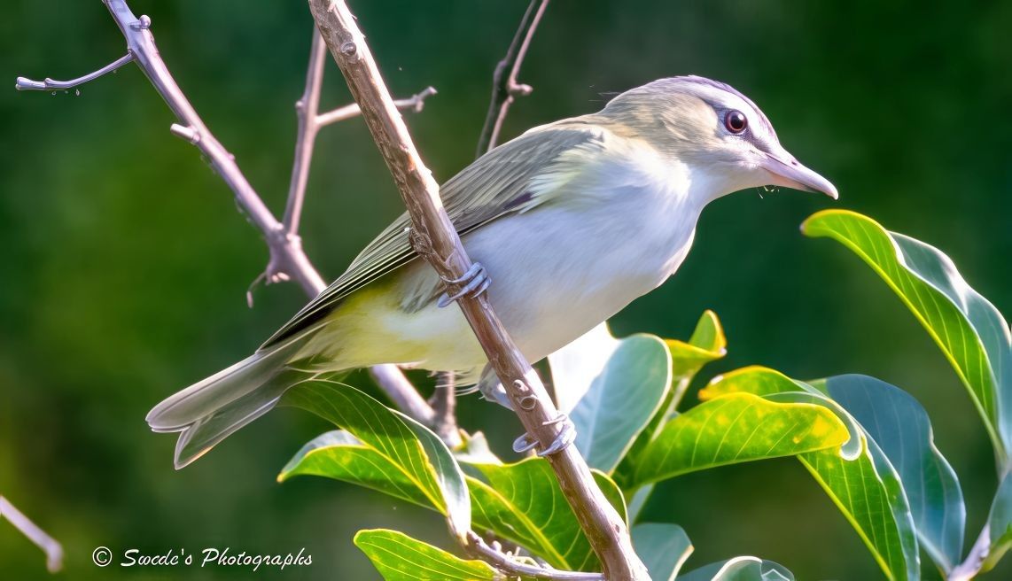 "A red-eyed vireo perches delicately on a slender branch, its small frame poised with quiet alertness. Its plumage is a soft blend of pale olive-green and gentle gray, with a creamy white underside that catches the light like silk. The bird’s namesake—its striking red eye—gleams like a tiny ember, set against a subtle mask of dusky gray that frames its face. Its beak is slightly parted, as if caught mid-song or mid-thought, adding a sense of immediacy to the moment.

Surrounding the vireo are tender green leaves, some in sharp focus, others fading into the soft blur of the background. The backdrop is a wash of muted greens and browns, creating a dreamy bokeh that isolates the bird in a quiet spotlight. The composition feels intimate and serene, as if the viewer has stumbled upon a secret in the woods. In the bottom left corner, the image bears the signature “© Swede’s Photographs,” a gentle nod to the artist’s presence behind the lens." - Copilot