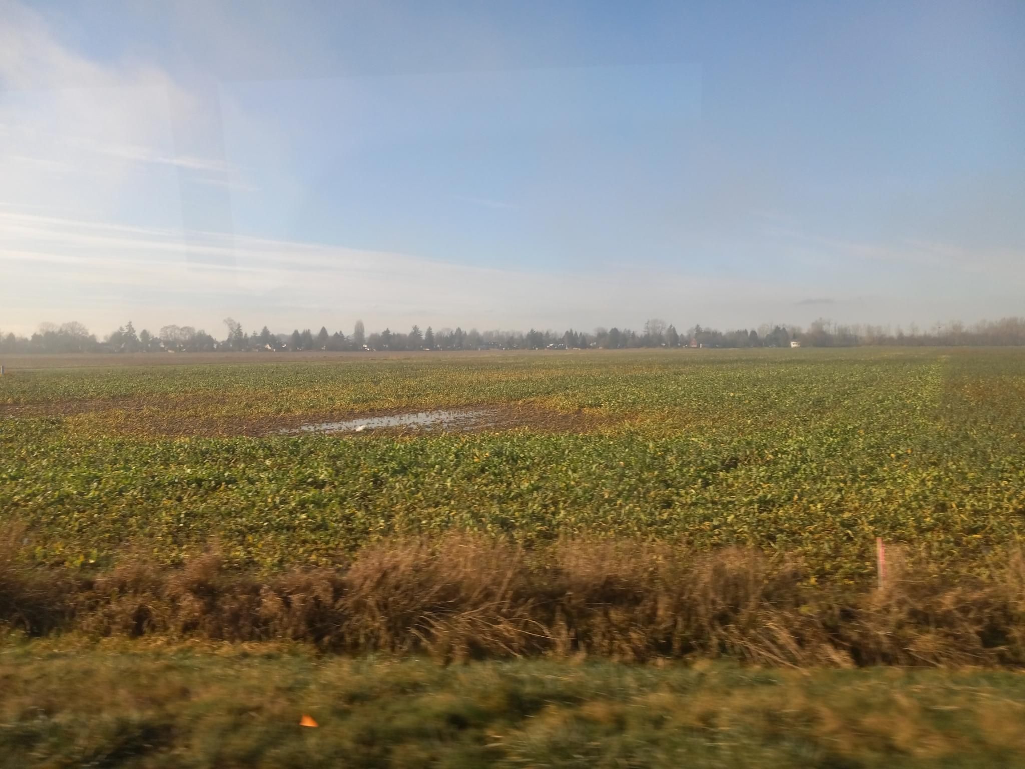 A view across a field of brussel sprouts, with houses all around the edges.  There's a little fog, but the sky is blue