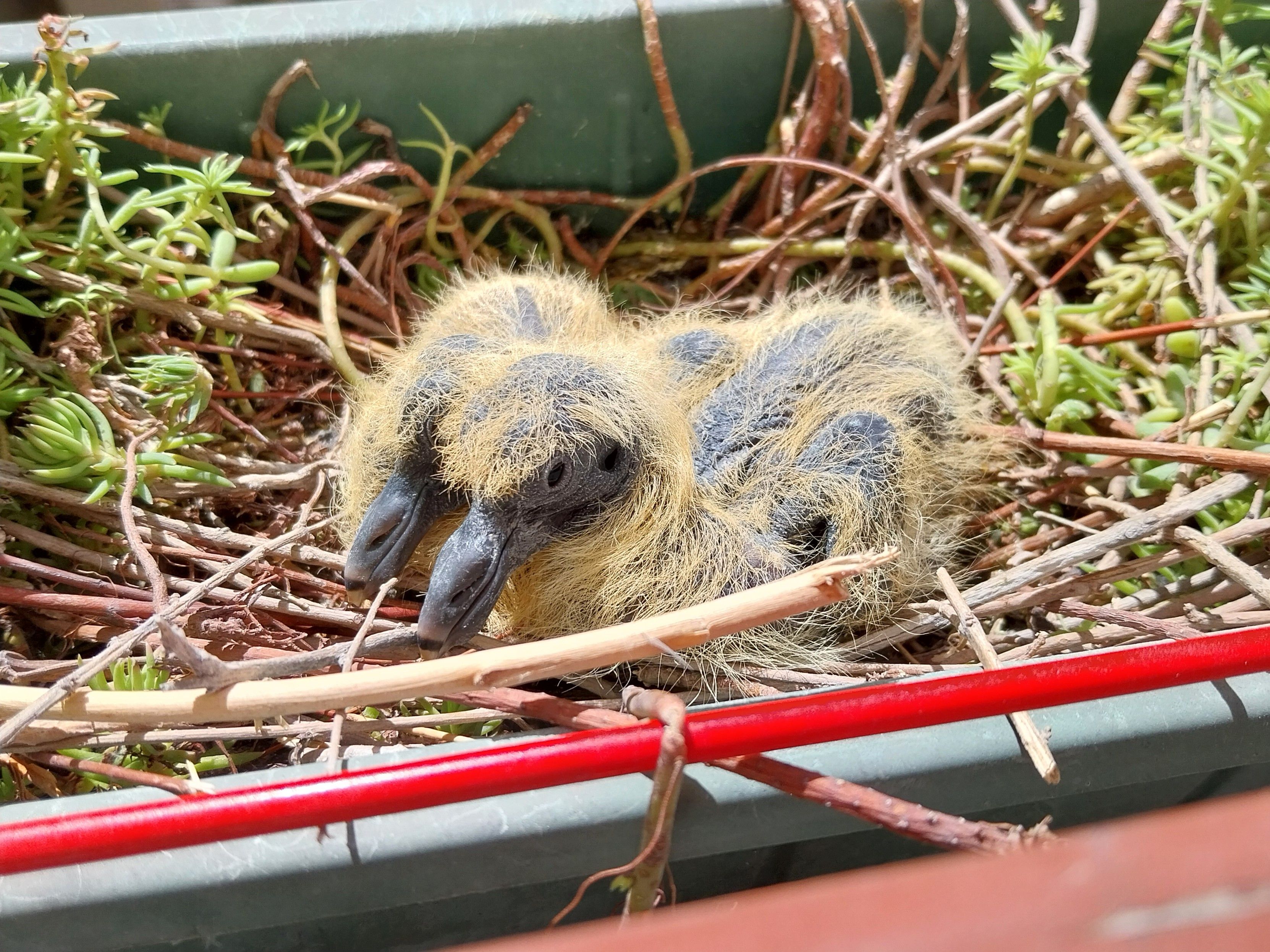 Les deux poussins moches côte à côte 