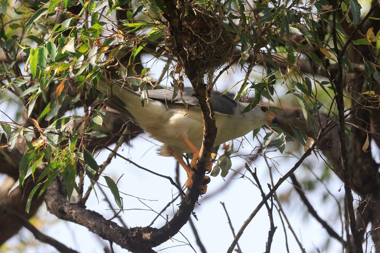 A large hawk in light and medium grey with a yellow beak, legs and claws.  Having just landed on a branch and thus still horizontal. There's a small (possibly unused) nest further along the branch. 
