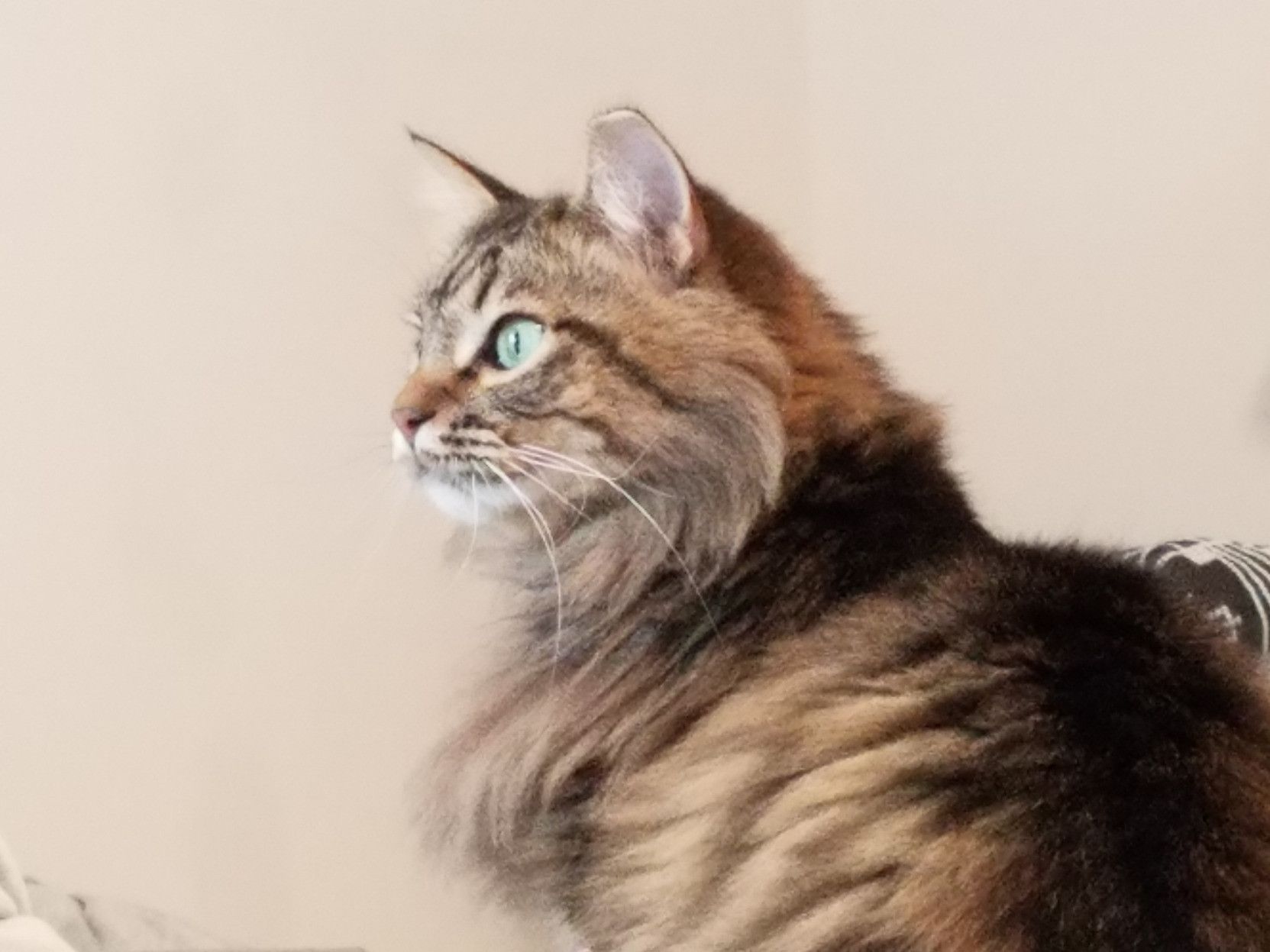 Long-haired black and brown striped adult cat in profile striking a majestic pose.