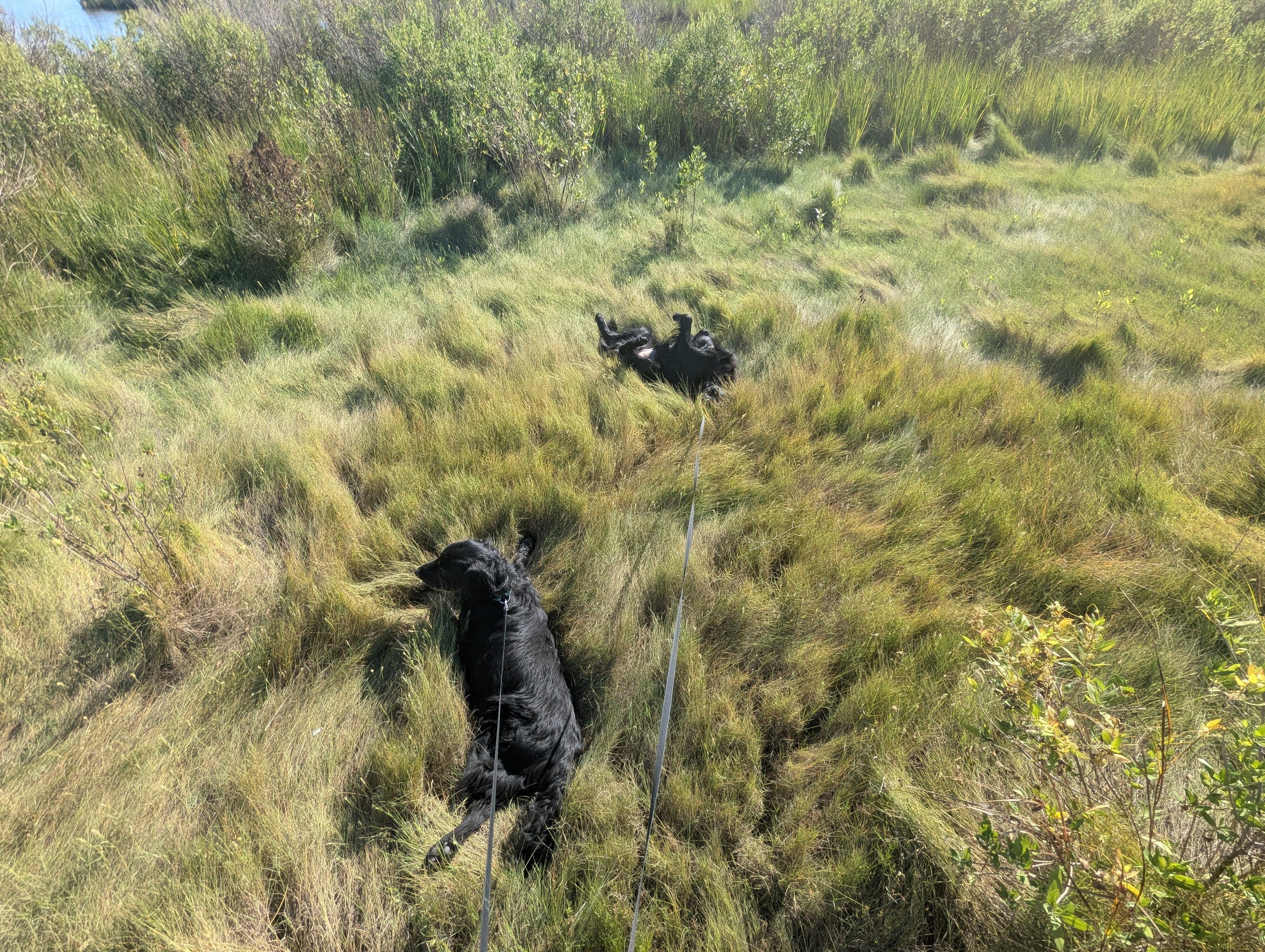 Photo of a fine early September day on Harris Creek, sky is deep blue with puffy white clouds riding the horizon. Marsh is browning and gone to seed. Creek water is rippled and reflects the sky and clouds.
In the foreground Miles and Jon two black Flat-Coated retrievers are  roootching with abandon in the patens marsh.