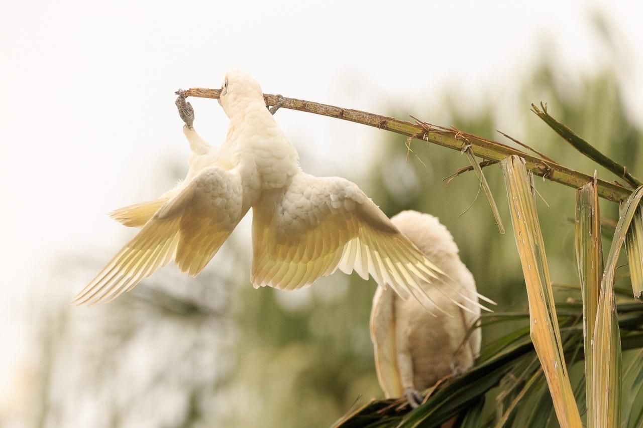 A medium white cockatoo (Little Corella) hanginf from a palm frond core upside down by its beak and claws.