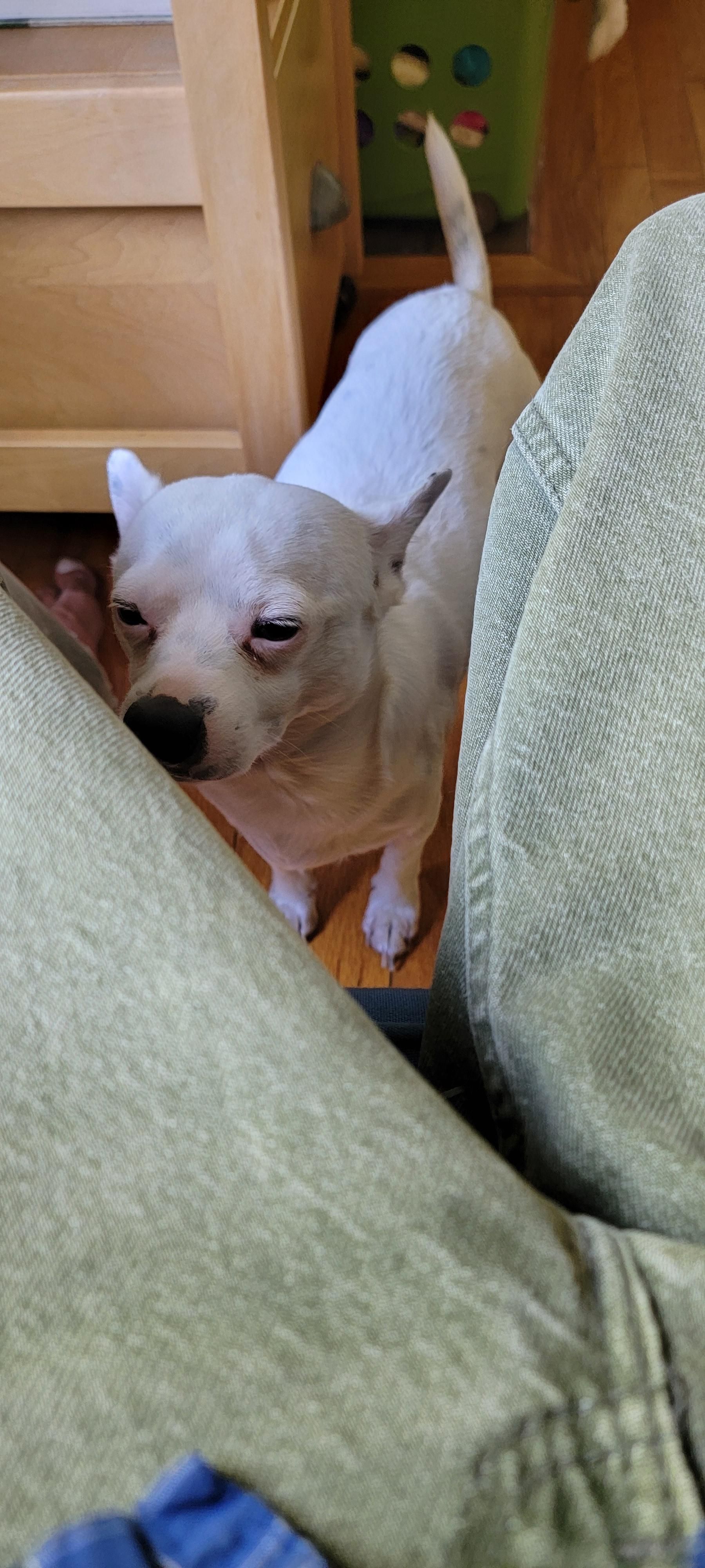 White chihuahua standing on the floor previously looking up at me but now his eyes are closing