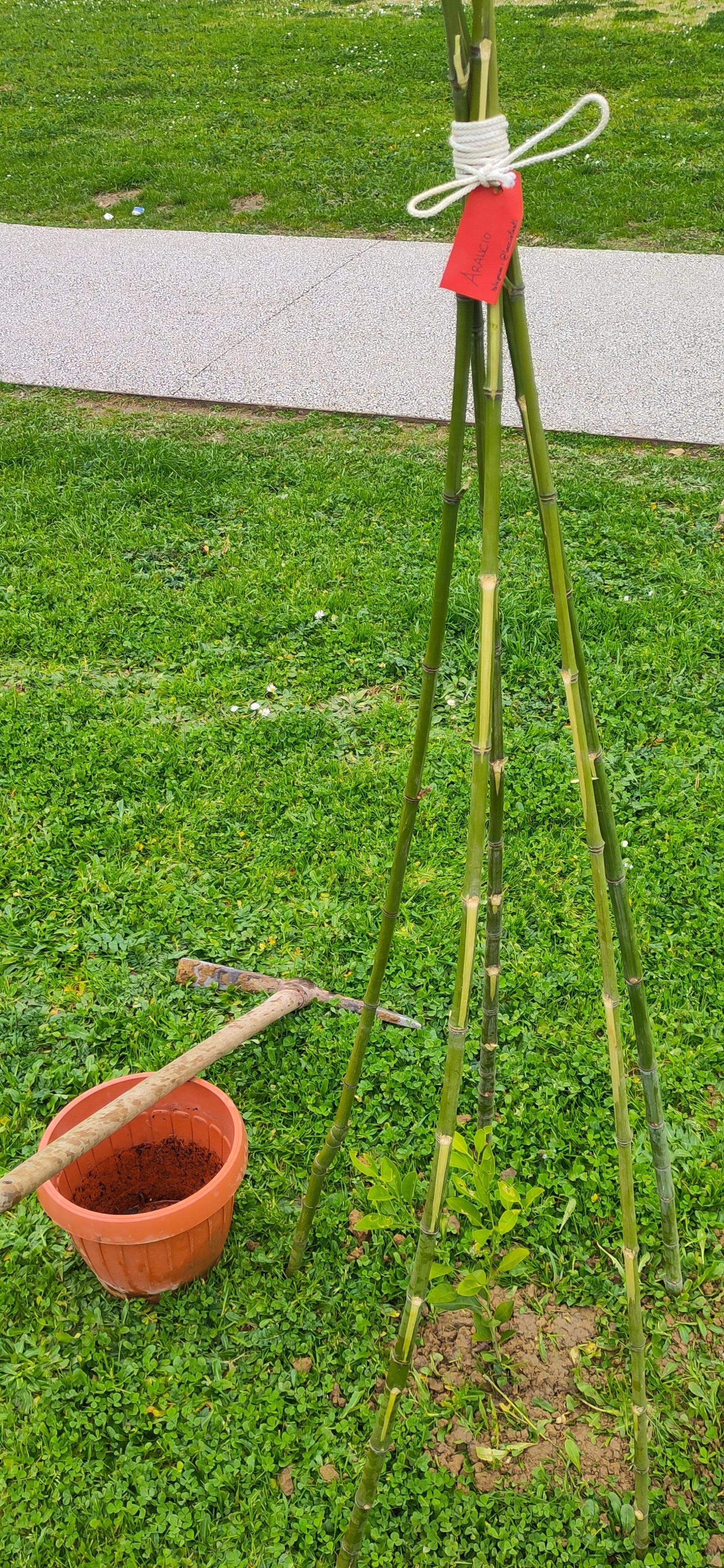 un giovane arancio protetto da un cannicciato di bambù. sulla sinistra, un vaso di plastica color terracotta con su appoggiato un piccone