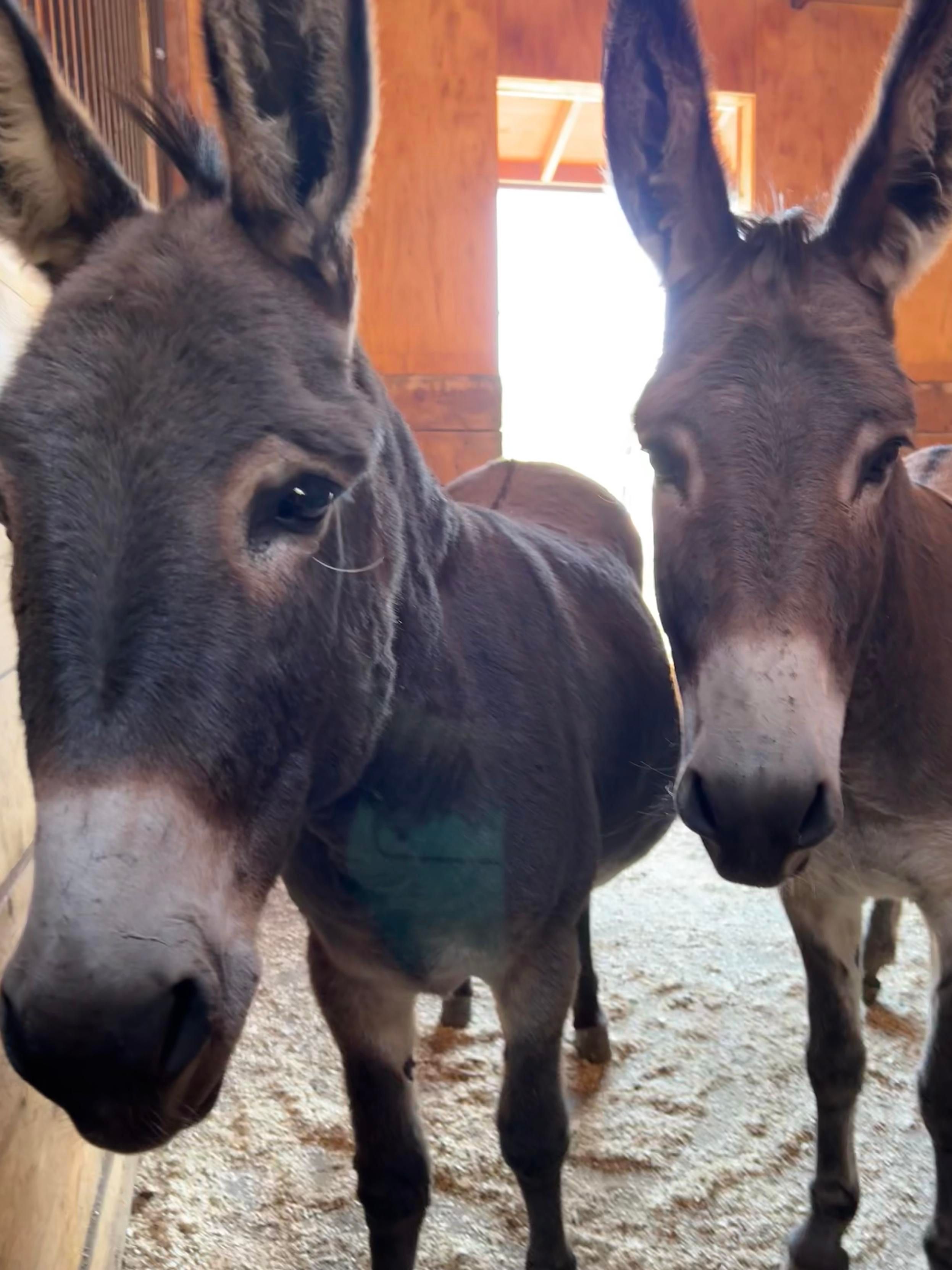 Two donkeys inside a barn stall making eye contact as if they’re looking through the screen and seeing all of us, perhaps reading our social media.