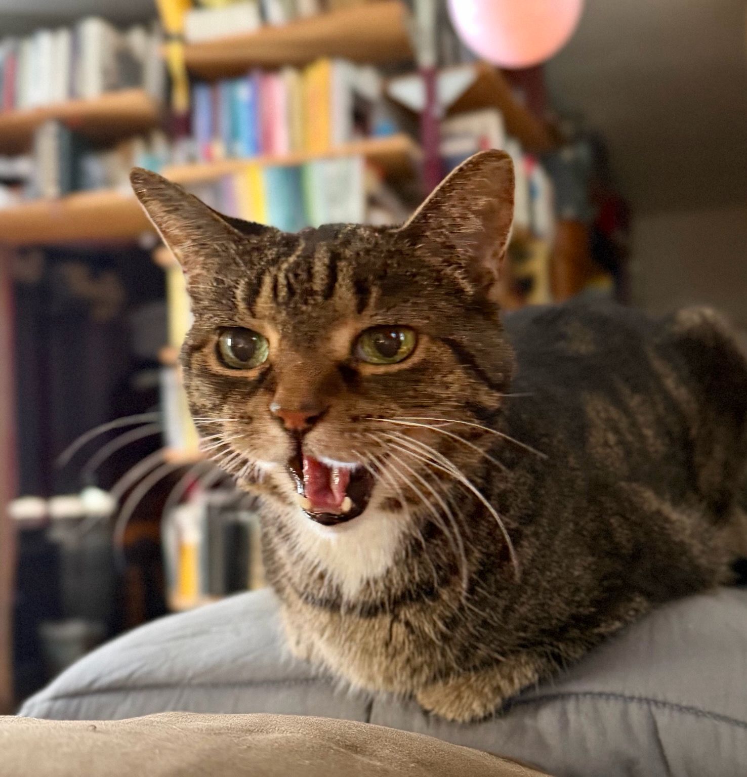 A small tabby cat with long white whiskers and big yellow eyes mid meow sitting on the couch in a loaf pose