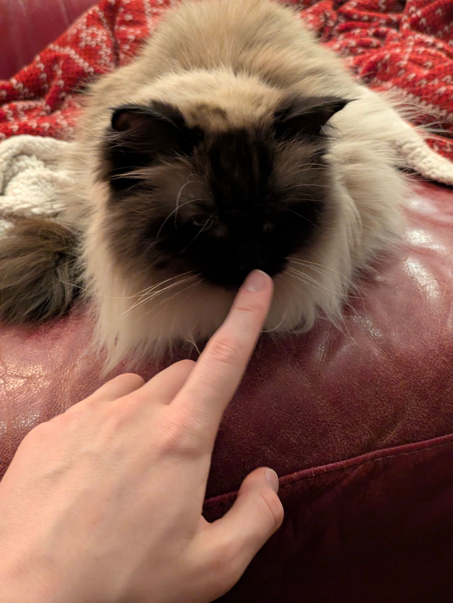 aria's ragdoll beige kity with a pitch black head & ears being booped by a femscian finger,,,