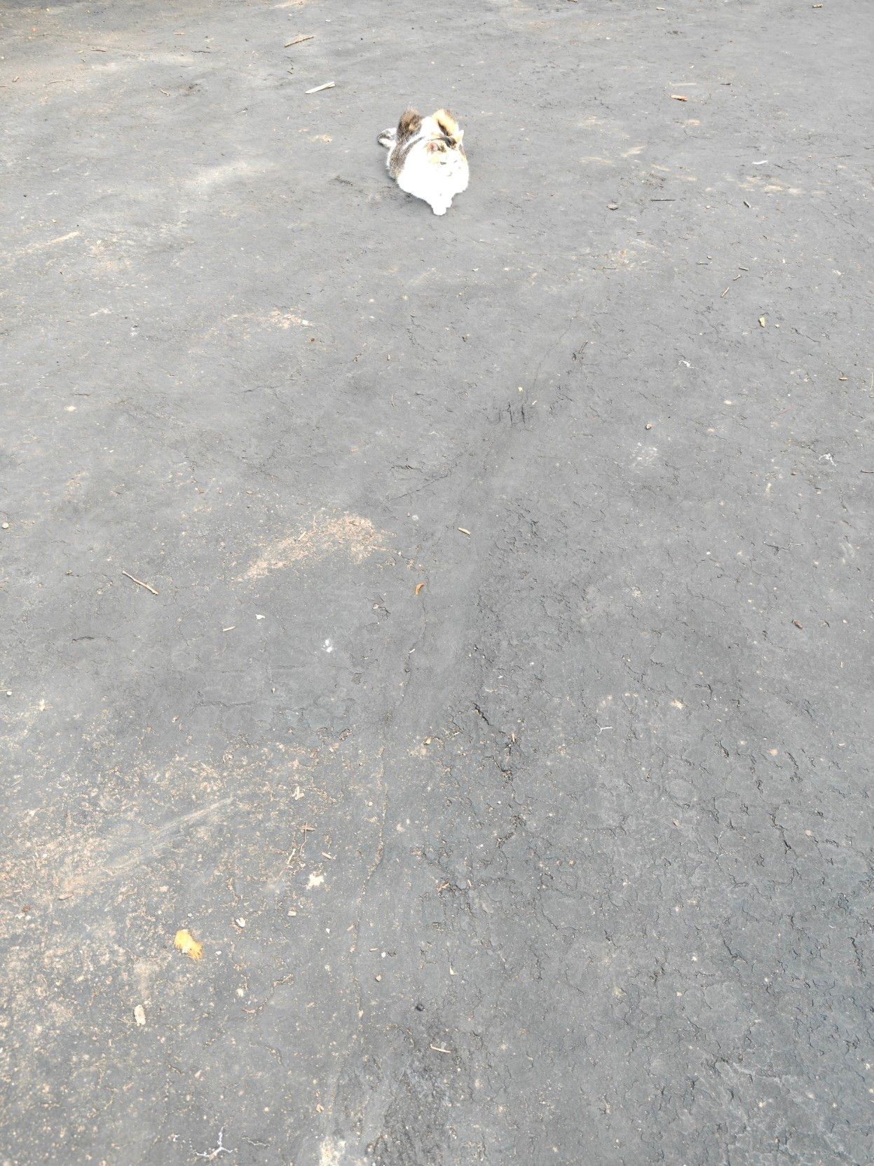 Fern, in the center of the big cul-de-sac of our driveway. She looks very small, but still in charge.