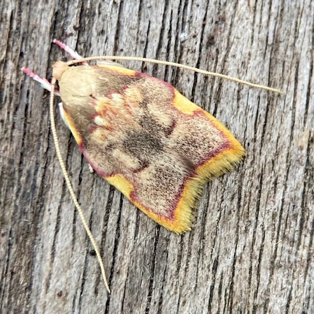 A small 0.5cm moth on a wooden table. It is a rounded arrowhead / triangular shape with soft corners. It is brown suffused with purple, with a pale and indistinct splodge on the back which resembles a paw print. The wing edge has two distinct yellow sections. Two thin opposing shoulder stripes near the top, and then two opposing rectangular notches about two-thirds down joined by a yellow edge that runs down the rest of the wing, across the bottom and up the other side to the opposing notch.  It's like a yellow U shape with two square notches facing inwards at either end.  The bottom wing edge (termen) is very fringed.  It has two extremely long thing antennae which stretch back and are as long as its body, if not a little more.