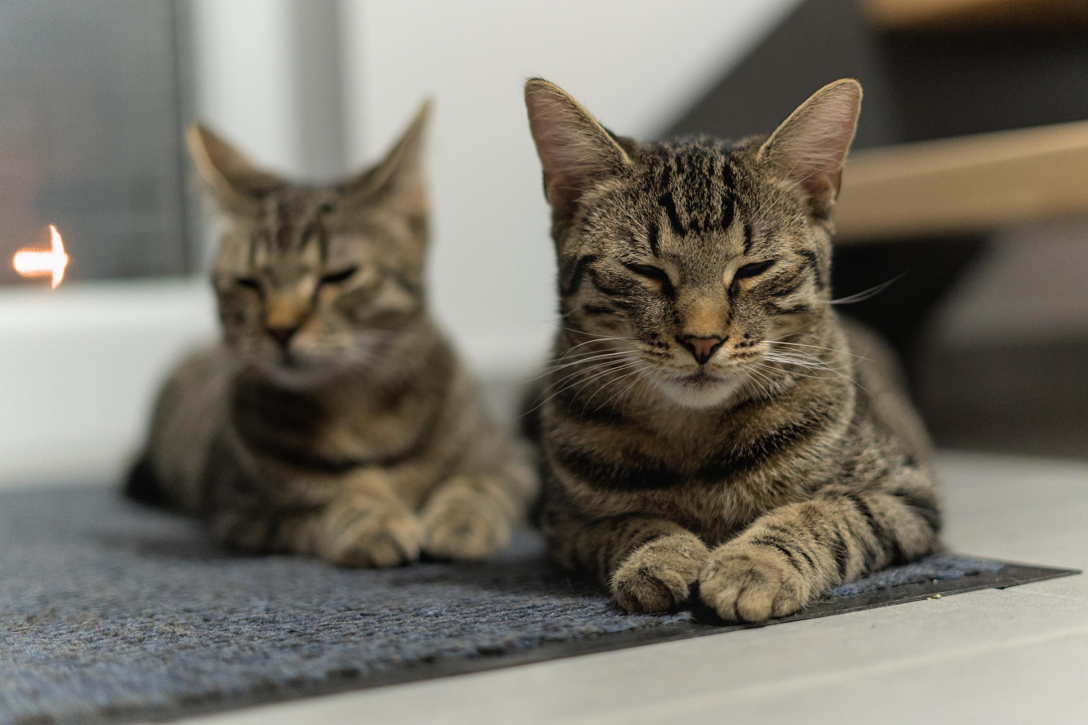 A photo of two tabby cats lying next to each other on a mat on the floor (Ernie on the left and further back, Mini on the right). They both have almost the exact same pose, eyes slightly closed, ears neutral, front paws close together, though Ernie is looking a bit to the image left. The focus is fully on Mini, with Ernie more blurry in the background.