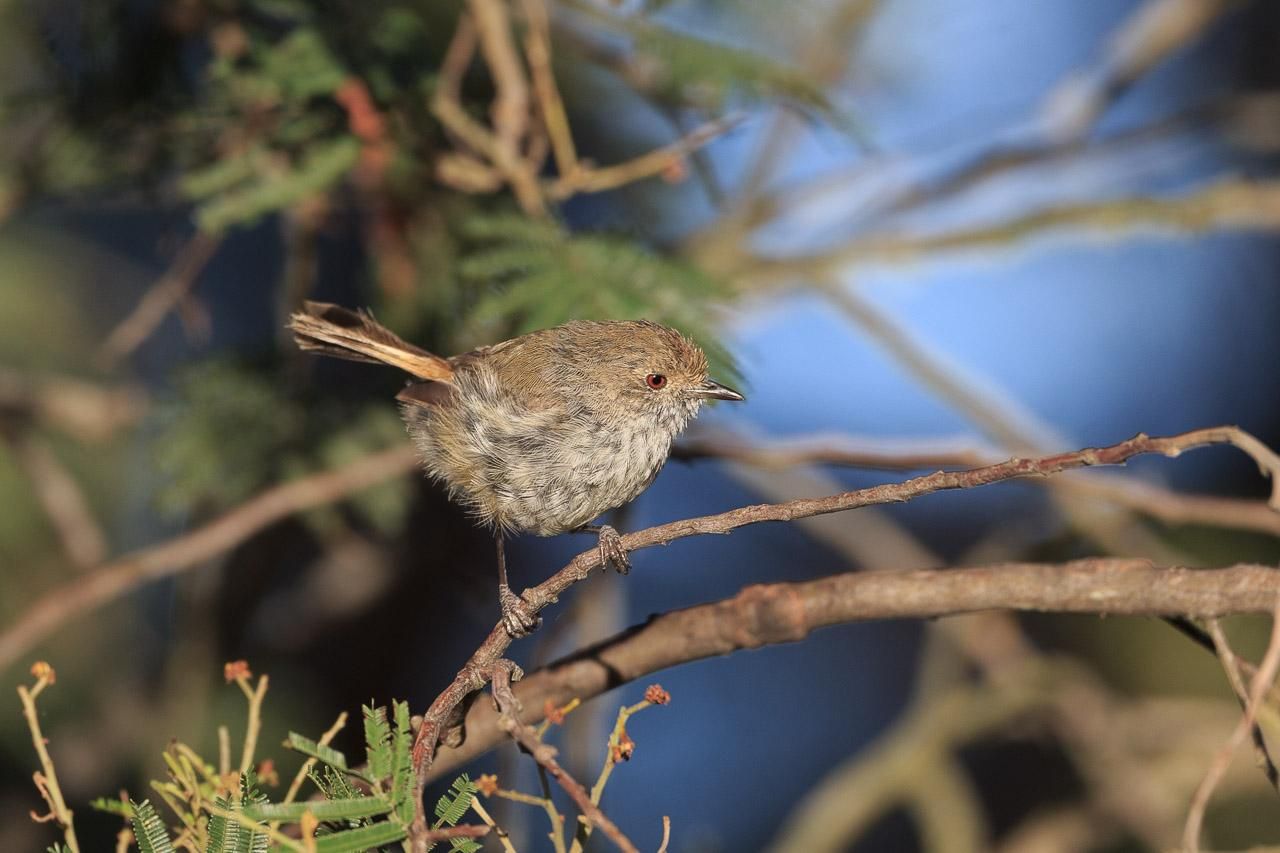 A tiny Brown Thornbill. As the name suggests, it's brown (well on top anyway) and has a small pointy beak (like a thorn). Its underside is grey/white with grey striations. 