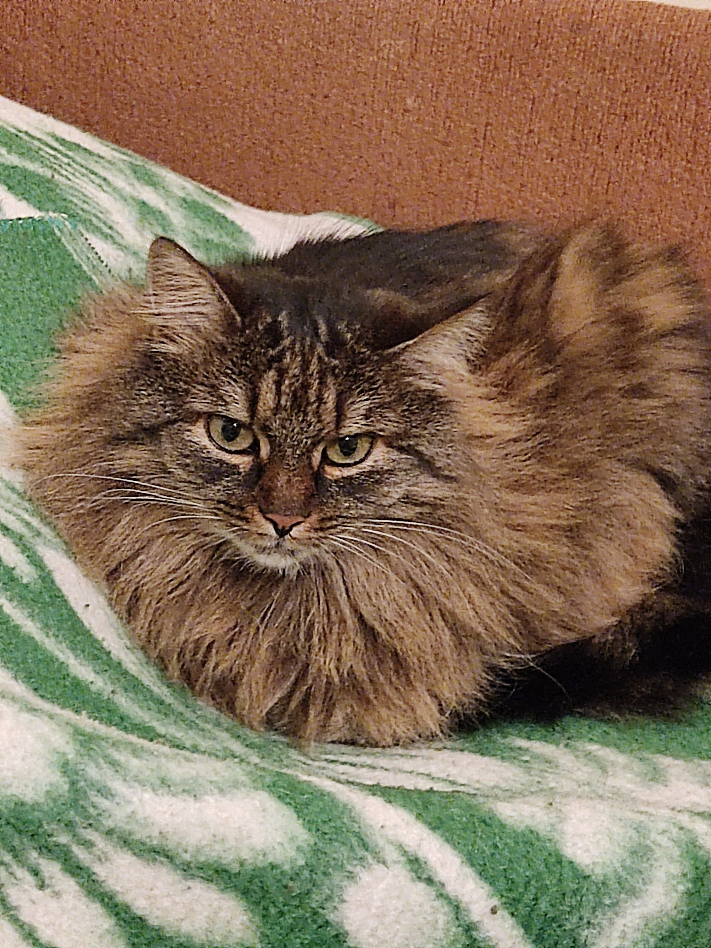 Gatta dallo sguardo ammaliante e dal pelo invernale eccezionalmente folto 