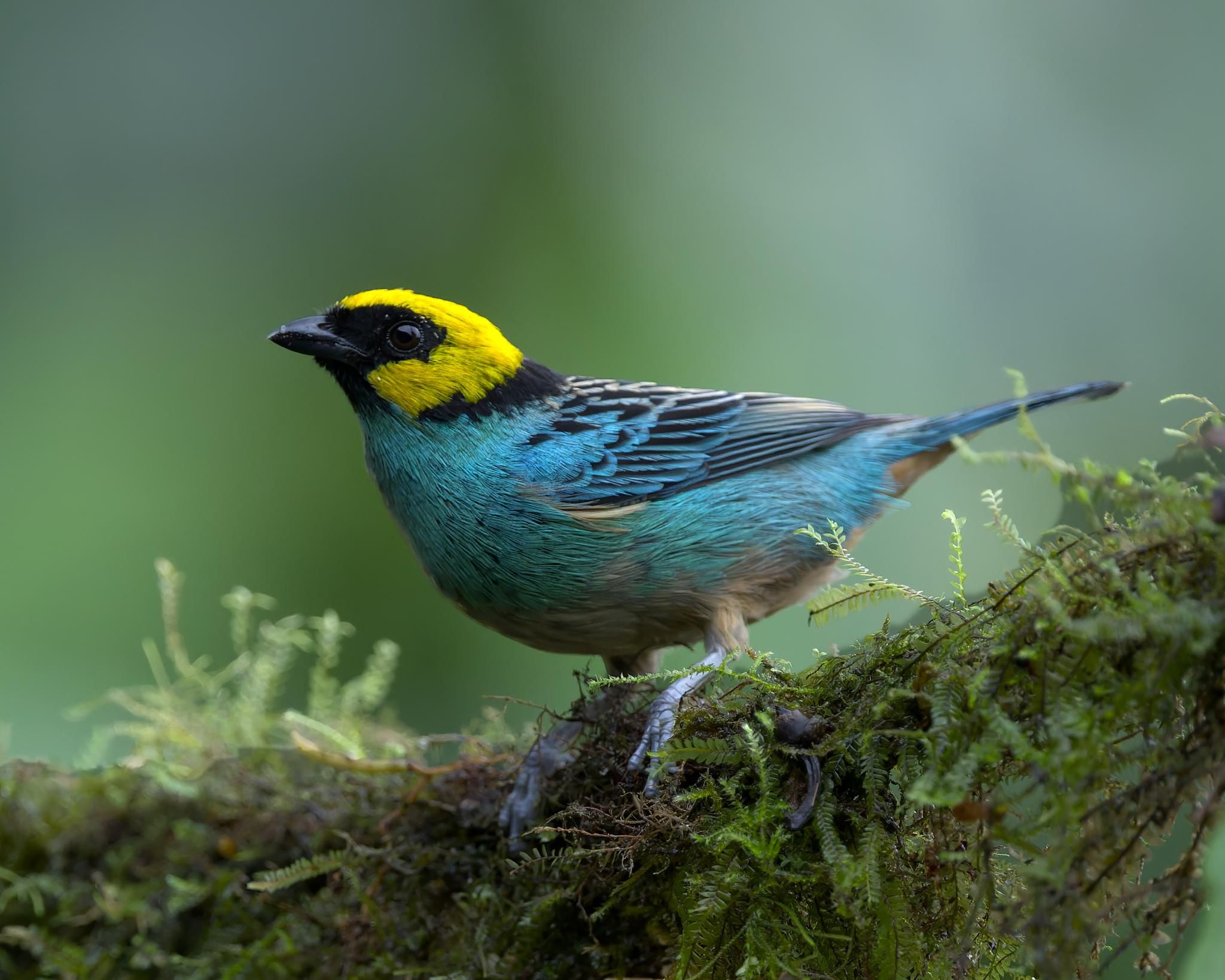 A beautiful tanager stands in alert profile on a mossy perch. Birb has a small black face mask surrounded by a deep yellow crown nape, and cheek mark. Birb's body plumage is a lovely shade of blue. The background is the blurred green of the nearby forest. This is a Saffron-crowned Tanager at La Florida, Colombia. Nov 2025. Photo by Peachfront.