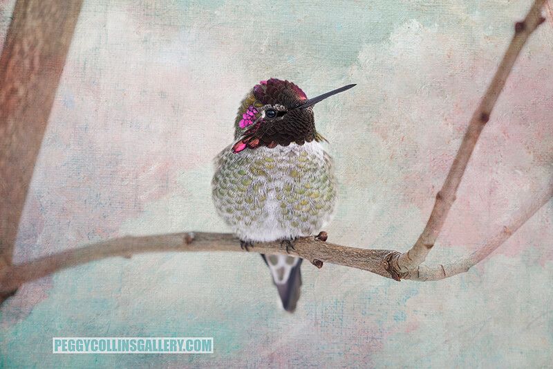 Photograph of a perched male Anna's hummingbird with a painterly texture added, by photographer Peggy Collins.