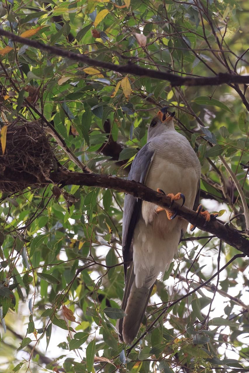 A large hawk in light and medium grey with a yellow beak, legs and claws. Perched on a branch next to a small (possibly unused nest). The Goshawk is calling, beak open. 