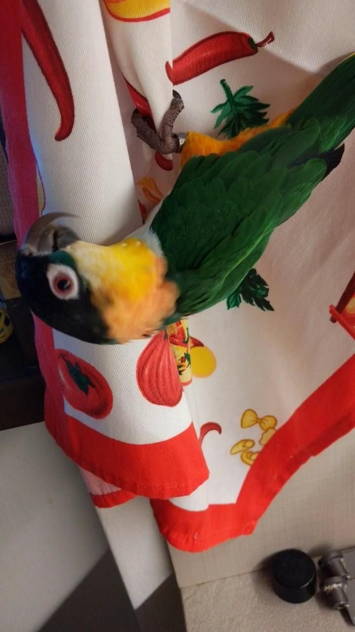 the parrot Nemo hangs upside down on a white-red kitchen towel
