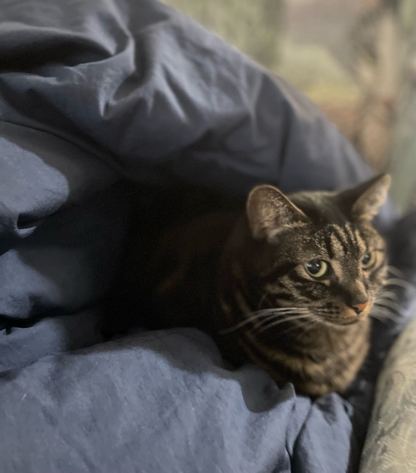 Ginger, silver black tabby in focus, looking off into the distance. As “nothing going on here”. Enveloped in a blue quilt.