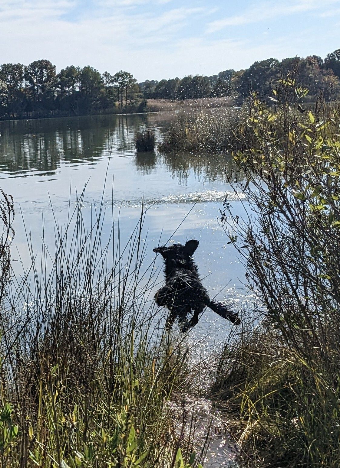 Photo of an astonishingly wet Flat-Coated Retriever hurling himself off a marsh bank into a creek, in hot pursuit of a training bumper.