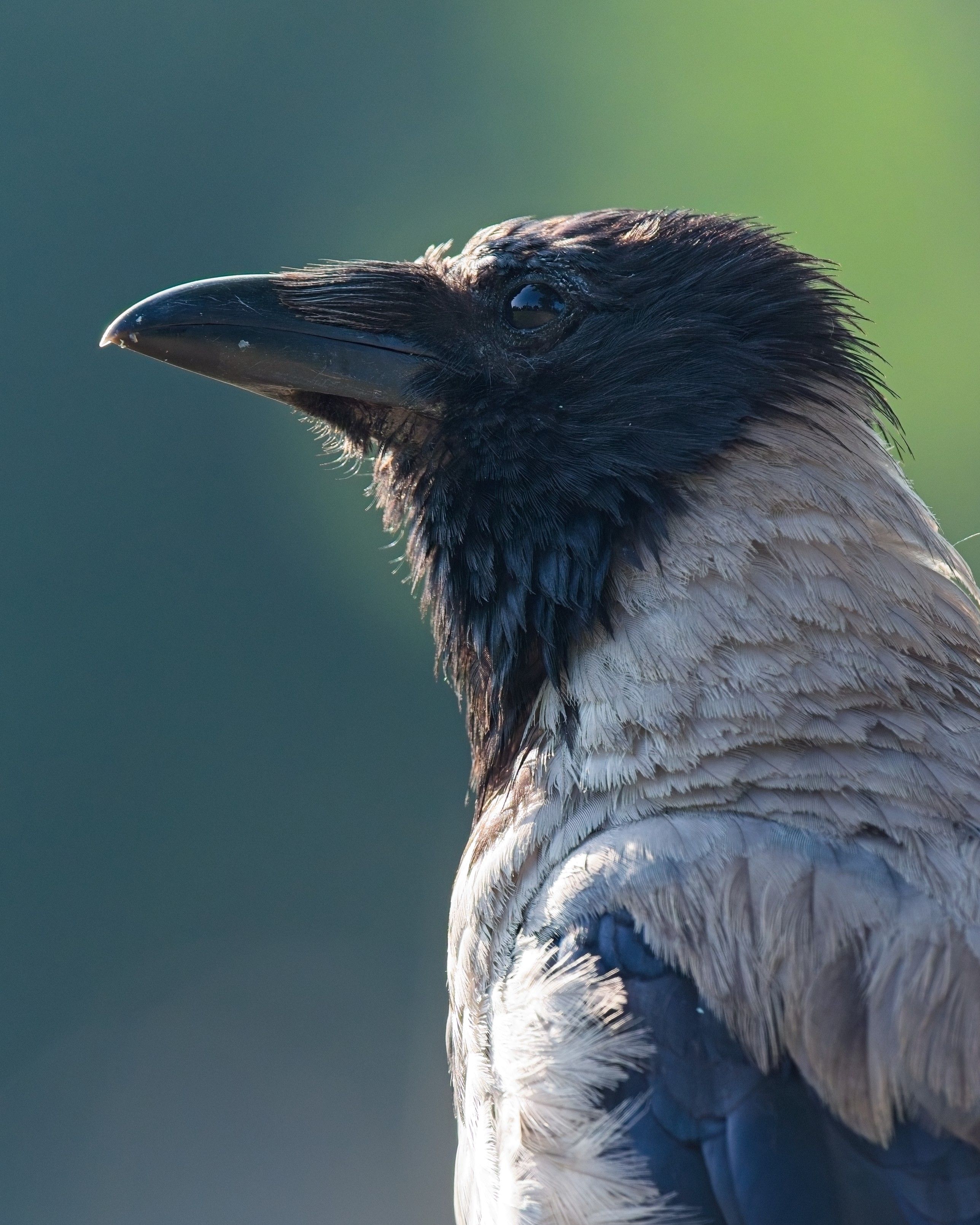A portrait of a hooded crow, backlit by early morning sun, the sky reflecting off their upward turned eye.