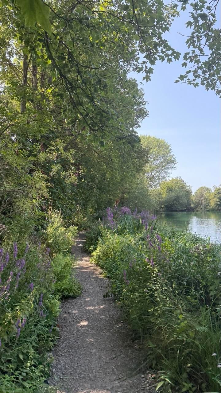 A path leads alongside a lake. On the left are tall bushes, on the right purple loosestrife line the lake 