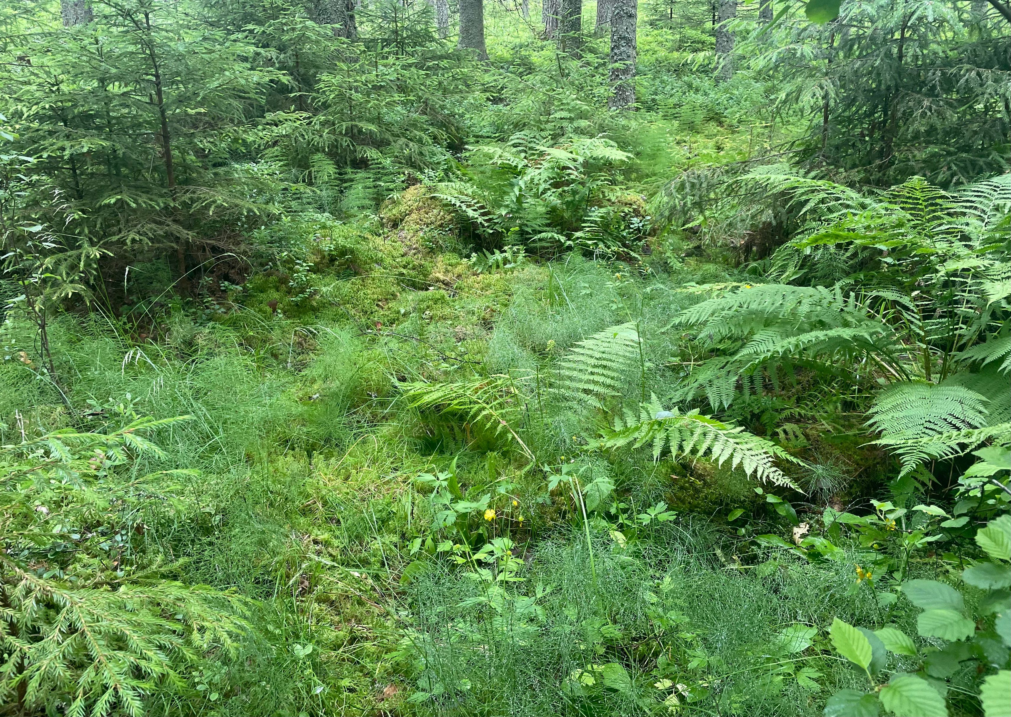Rehevä ruohokorpi, jossa pienten kuusten keskellä kasvaa hiirenporrasta, suokelttoa, rönsyleinikkiä ja muita ruohoja.