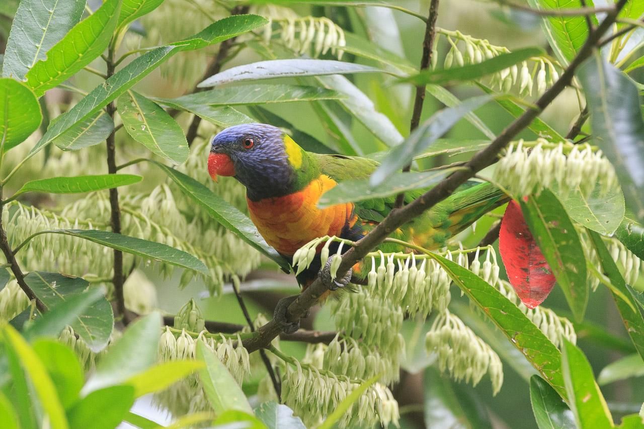 The front half of a Rainbow Lorikeet poking out from the foliage surrounded by green-white flowers. You can see its red beak and eye, blue head, yellow and green neck, red/orange/yellow chest. 
