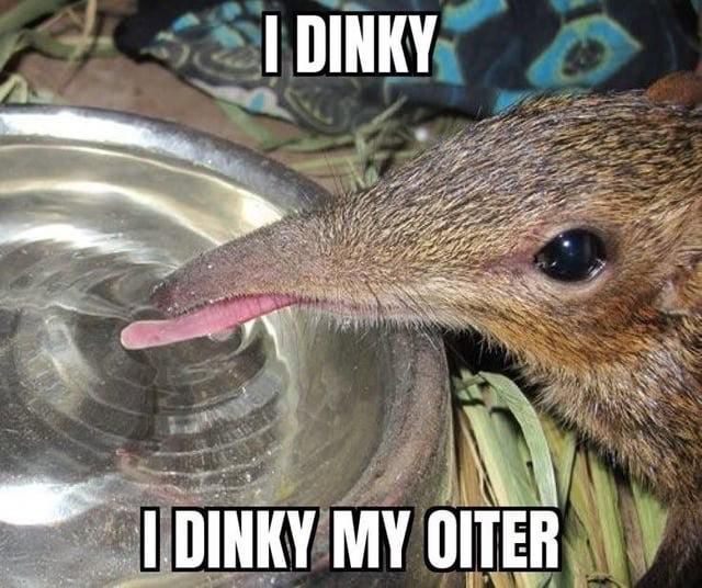 I DINKY I DINKY MY OITER (long snouted mammal laps water from a bowl)