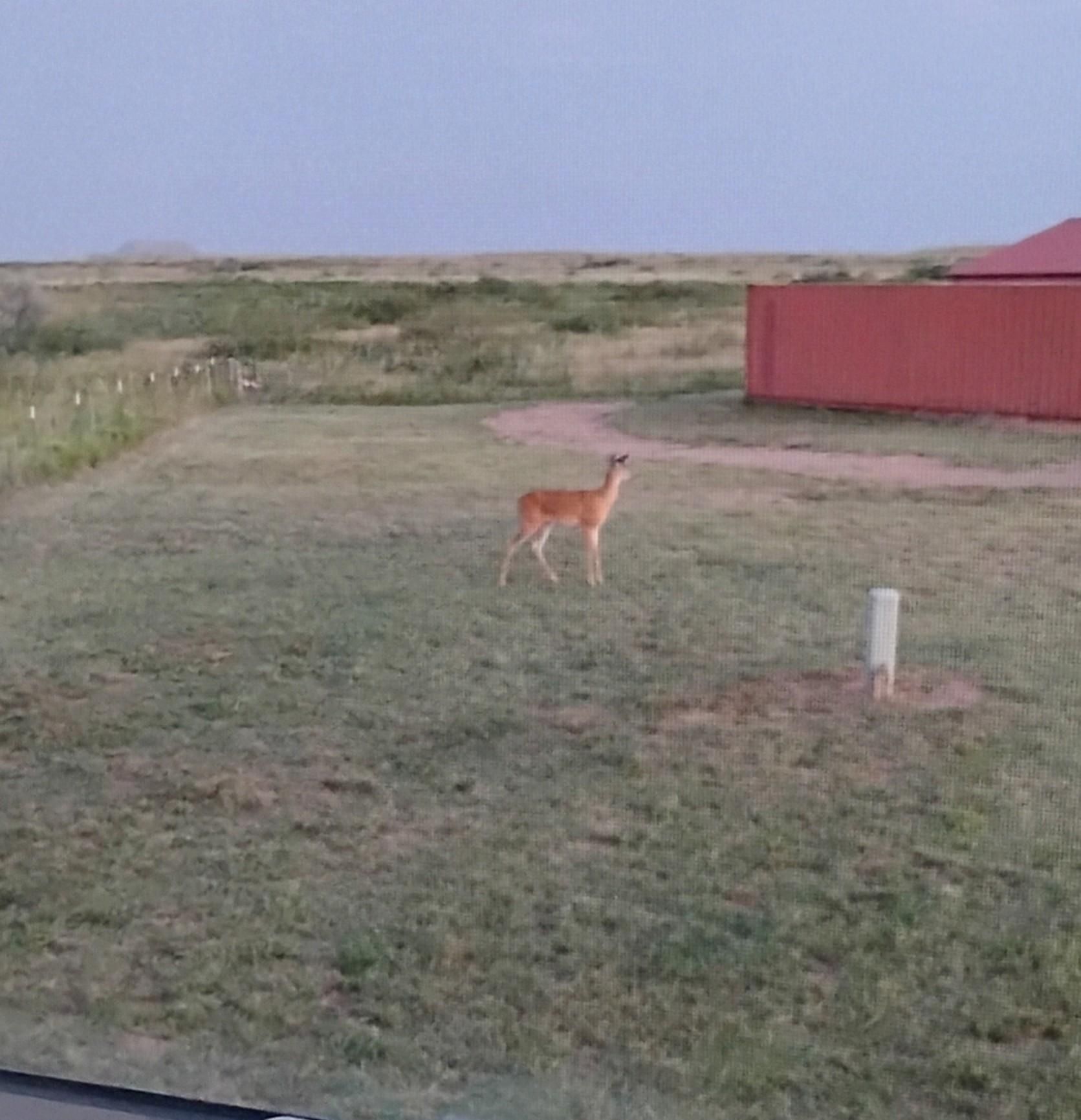 A young deer standing in my front yard. She is light brown with white on her legs.