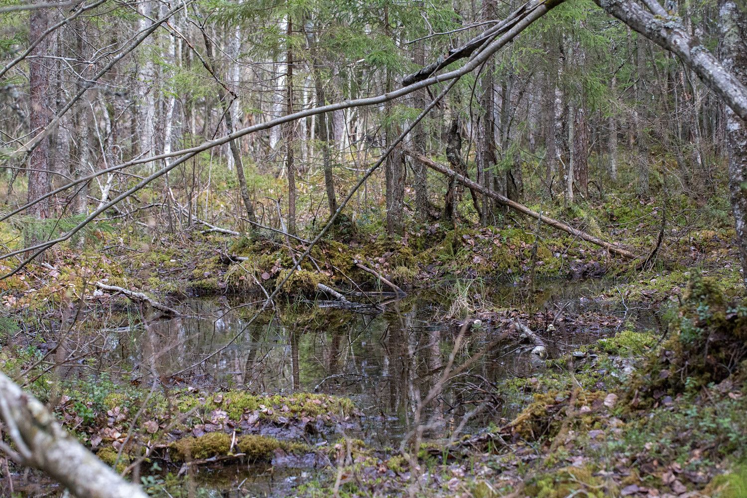 Kituliasta koivua, kuusta ym. kasvava korpi, jonka sammalikossa on avolähde.