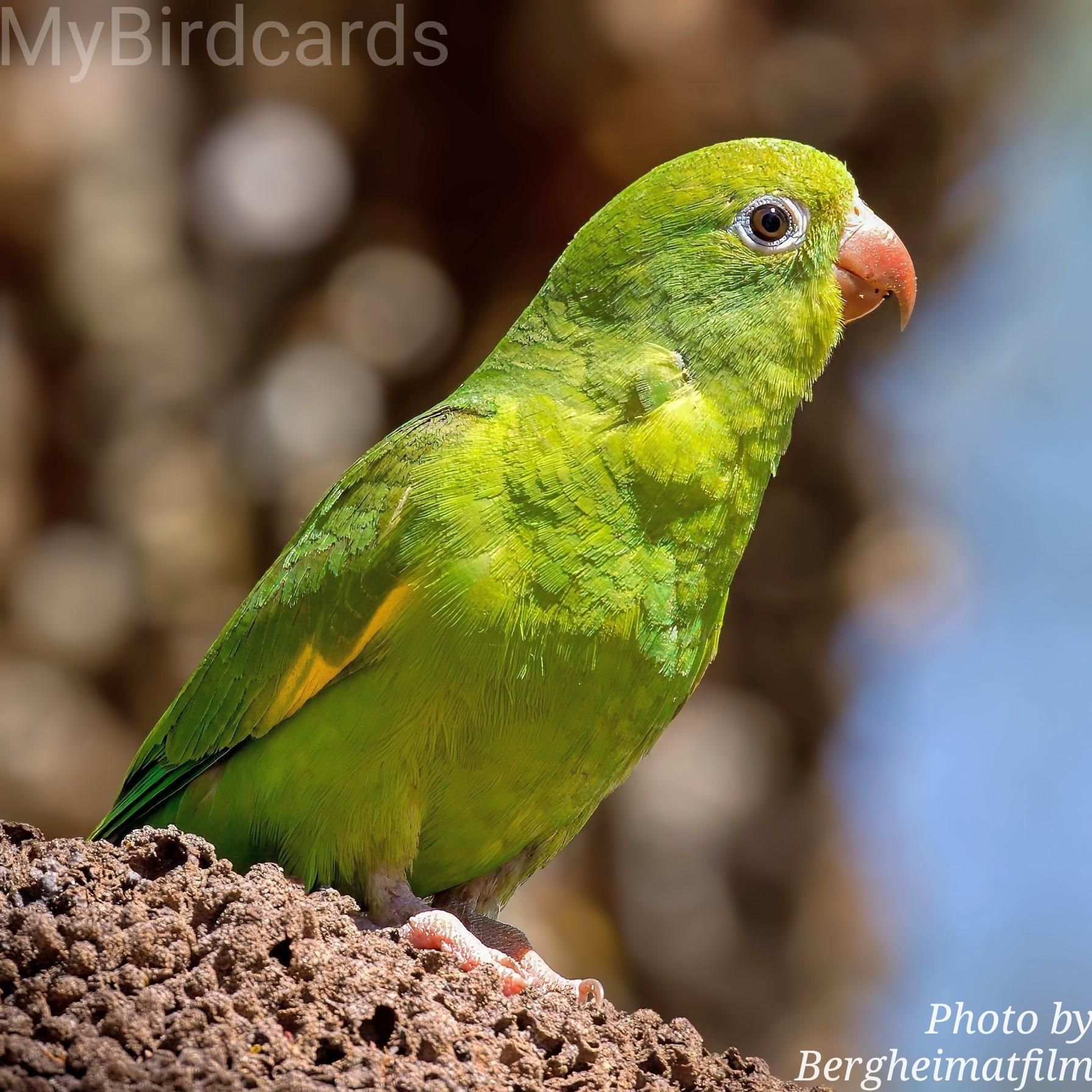 "Which bright green parakeet, native to South America, is known for its energetic chattering and the distinctive yellow markings on its wings?" 2.5 Flash (Edited)

What bird am I?

📷: Photo by Bergheimatfilm via Pixabay