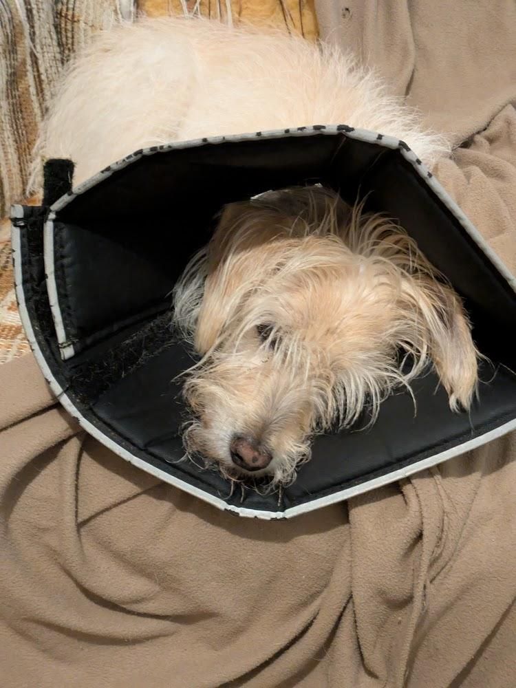 A scruffy tan dog lies on a rumpled blanket.  He is wearing a fabric cone with black lining on his head to keep him from licking a sore on his leg.  One of his eyes is open and the other is hidden behind hair.