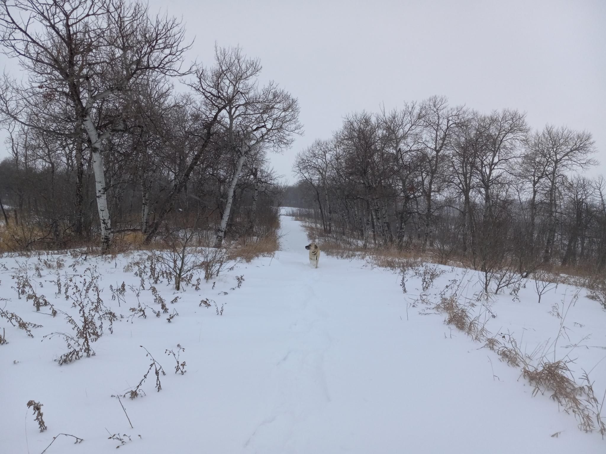 A large yellowish dog ready to run down a snow-covered path through bare woods.  It's snowing and the sky is grey.