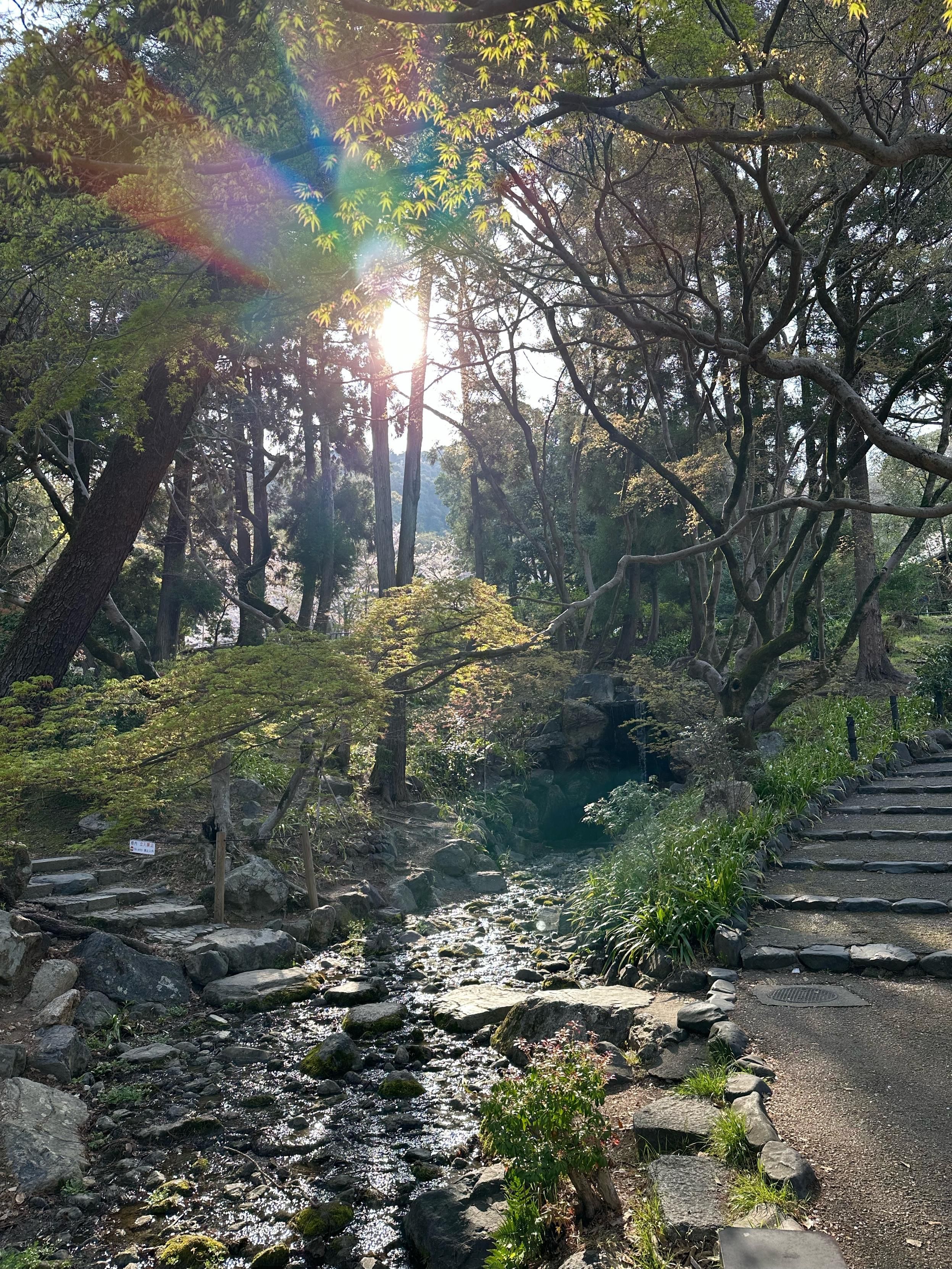 A preposterously gorgeous hillside garden in the morning sun 