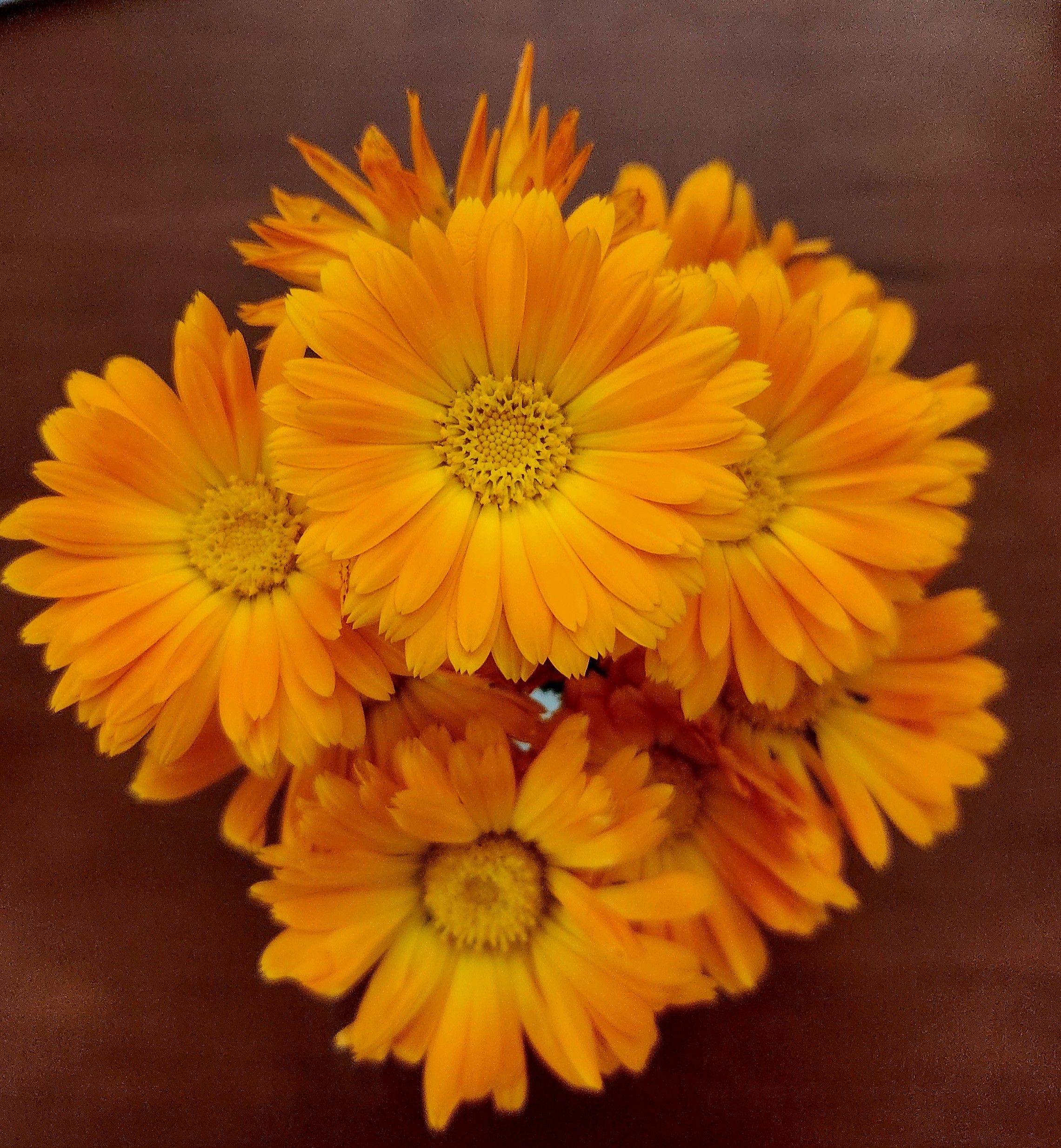 Looking down onto a bouquet of orange calendula flowers, with well defined central disks surrounded by a complete circle of petals.