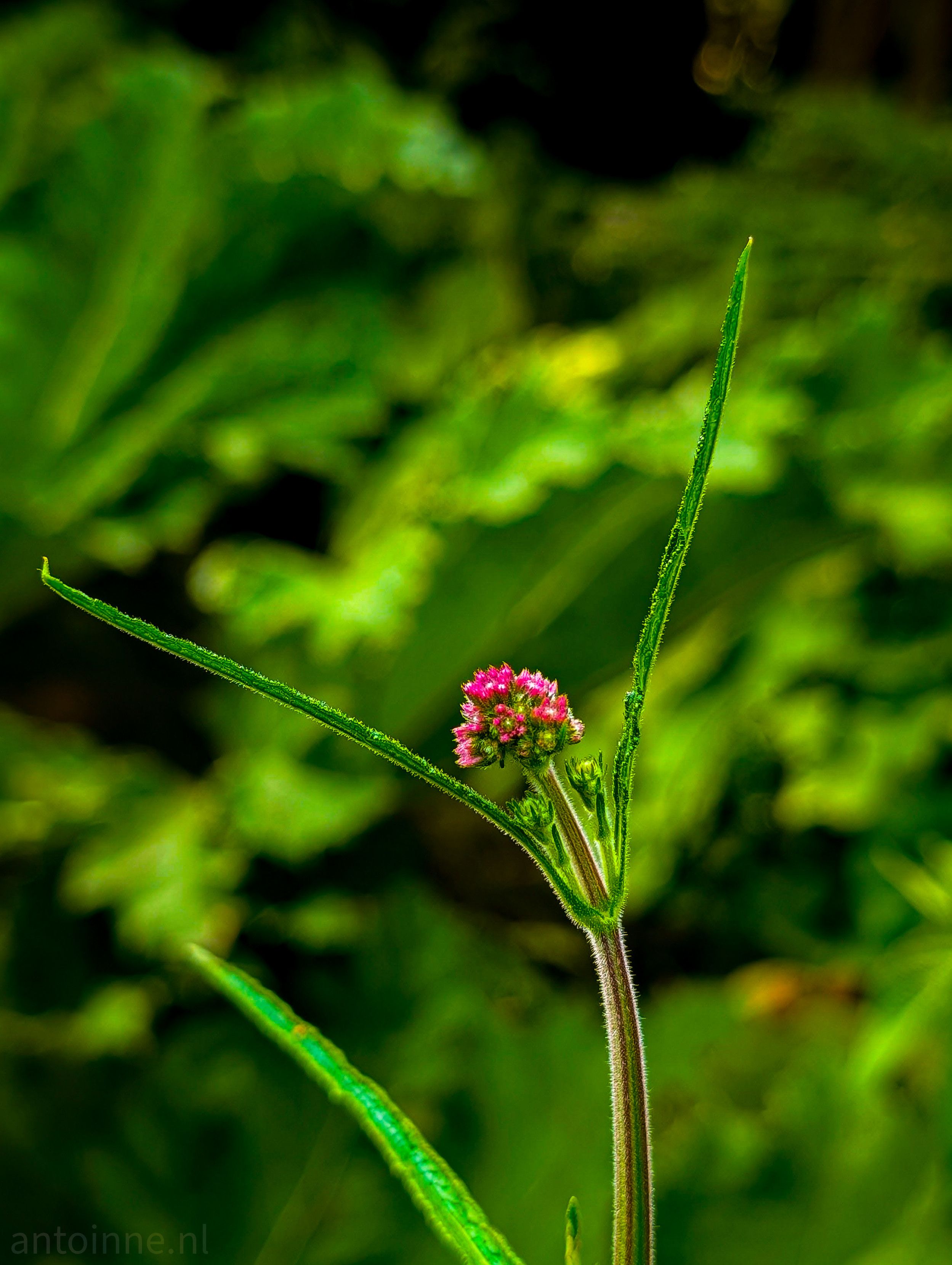 This is a close-up, vertical shot of a small, vibrant plant. The main subject is a single, slender stem that rises from the bottom of the frame, culminating in a compact cluster of tiny, bright pink flowers at the top. The stem has a reddish-brown hue and is covered in fine, fuzzy hairs. Two long, narrow, green leaves branch out from the stem, framing the flower cluster. The background is a soft-focus blur of various shades of green.