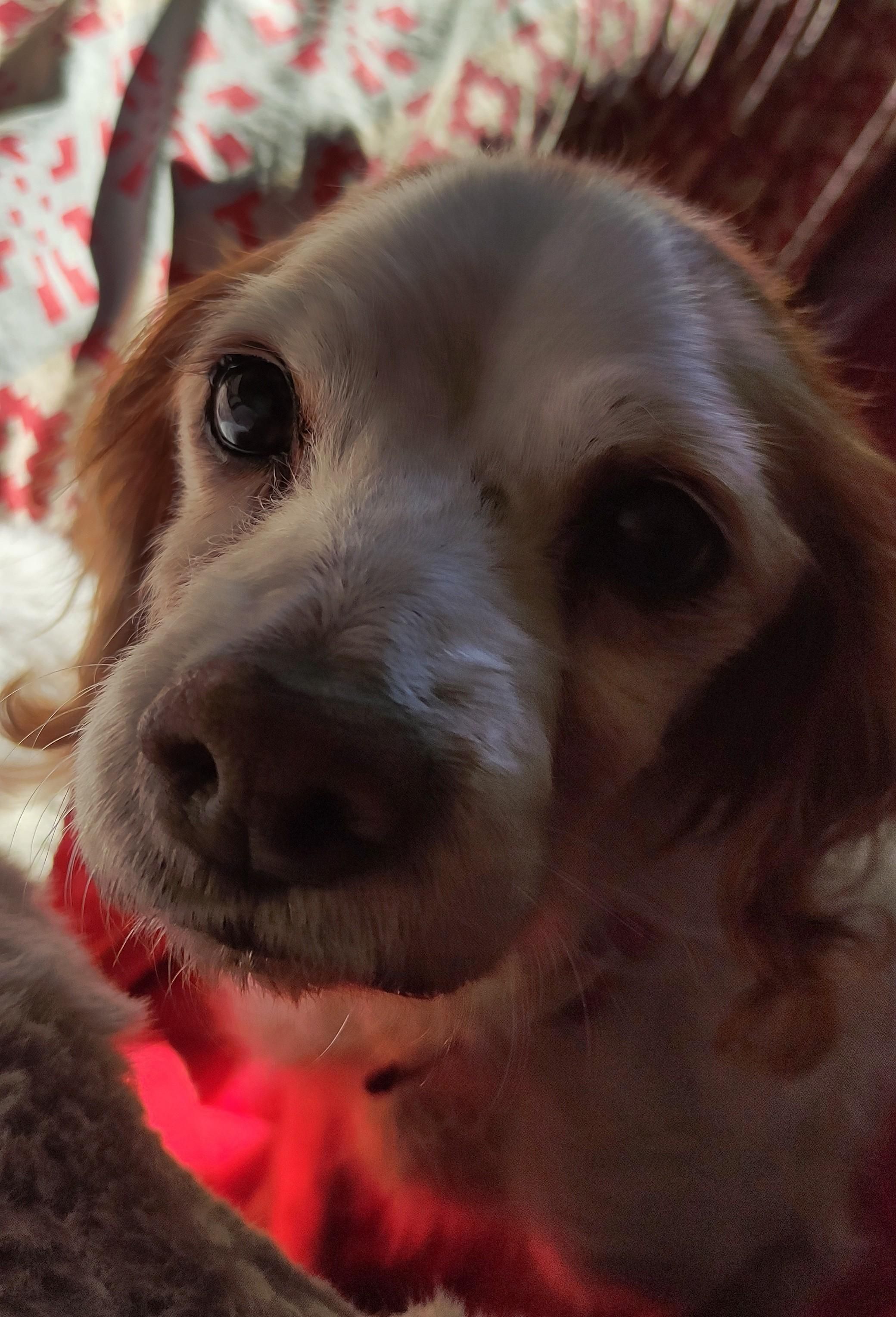 Stessa cana, ma si vede il muso, guarda in camera con occhi opachi e bocca sdentata