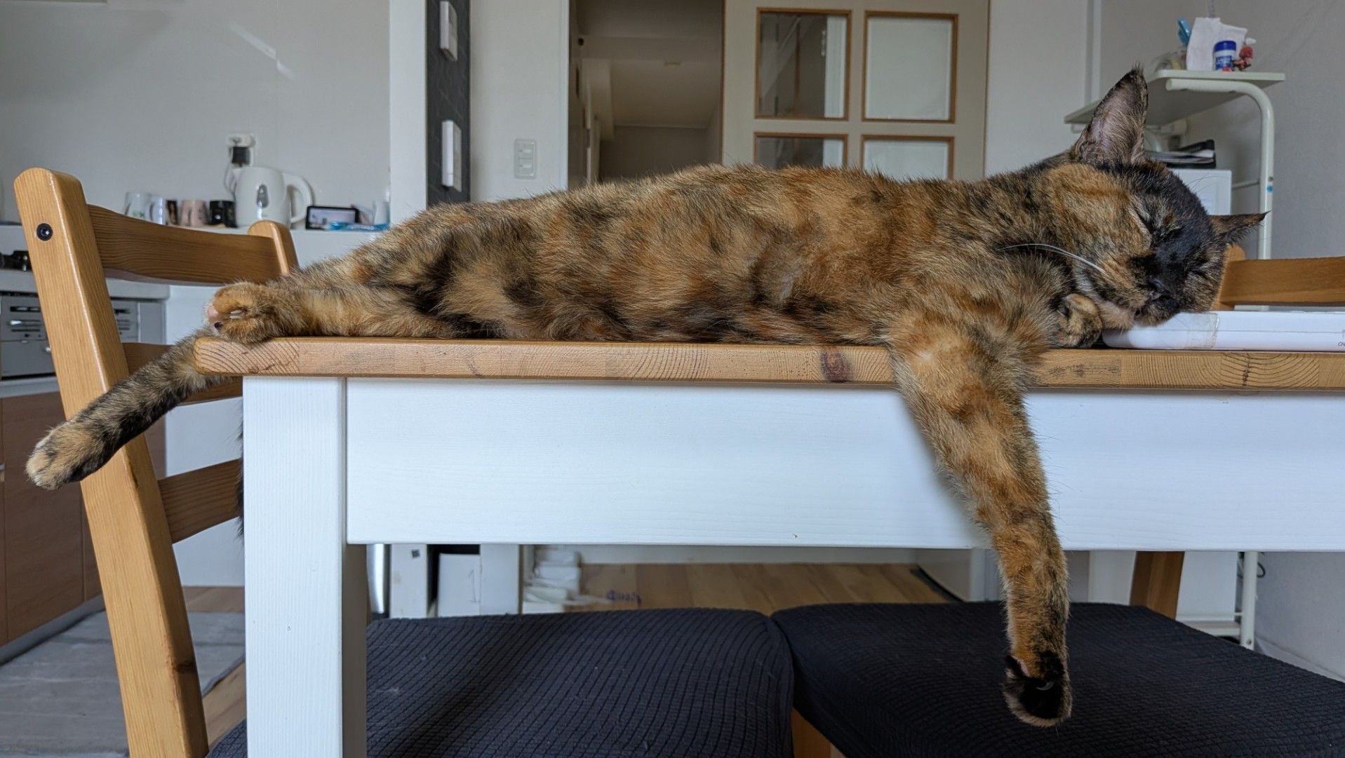 Tortie cat stretched out sleeping on table with one paw hanging over the side.