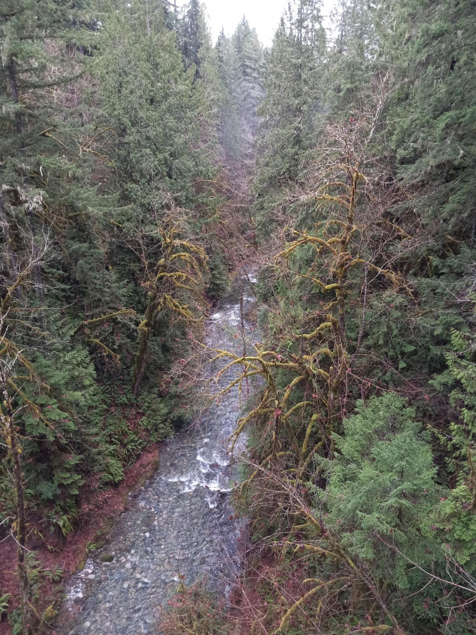 Looking down from a very tall bridge onto a pretty large stream, with tall, mossy pines on each side.  The sky above is cloudy. 