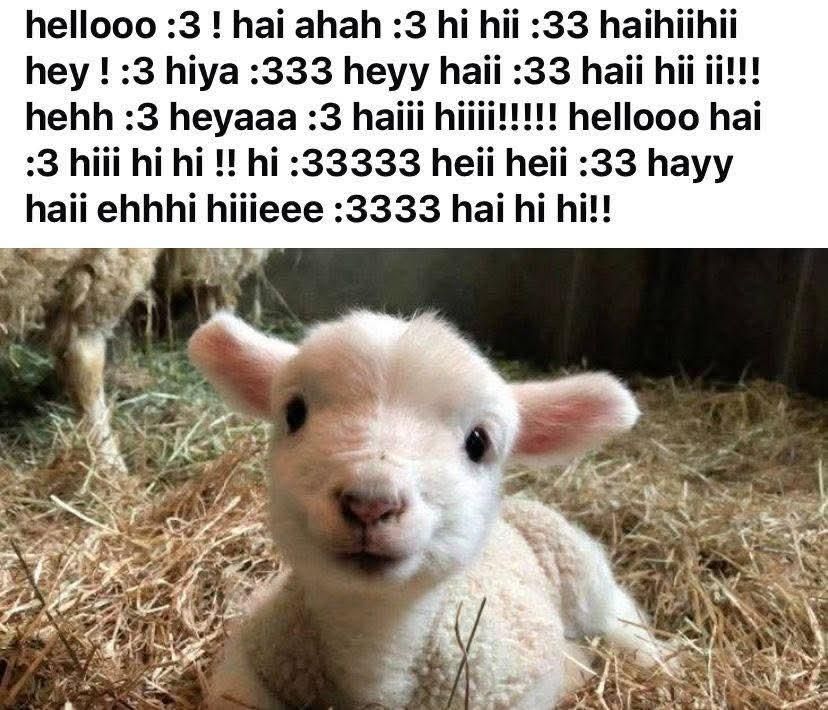 a picture of a baby sheep with text right above that just says "hellooo :3 ! hai ahah :3 hi hii :33 haihiihii hey ! :3 hiya :333 heyy haii :33 haii hii ii!! hehh :3 heyaaa :3 haii hii!! hellooo hai :3 hi hi hi !! hi :33333 heii heii :33 hayy haii ehhhi hiiieee :3333 hai hi hi!!"