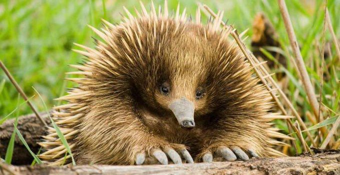 Echidné avec une tête blasée et ses piquants qui lui donnent l'air mal réveillé et décoiffé, qui a l'air d'être assis à son bureau et de taper sur un clavier.