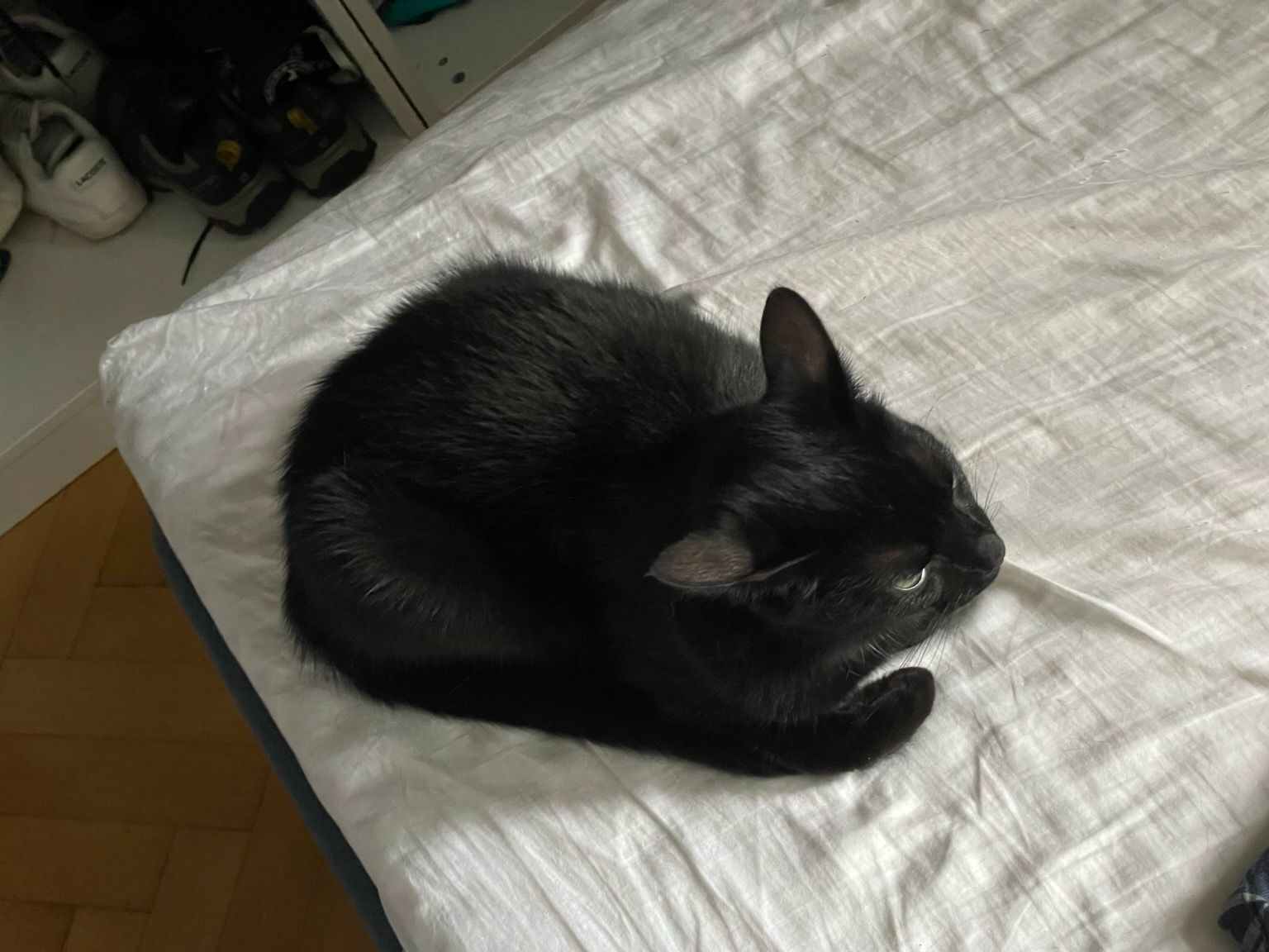 A black cat (Jiji) sitting on the bed like a loaf of bread, with his tail wrapped around him, reminiscent of Maxwell the Cat. 