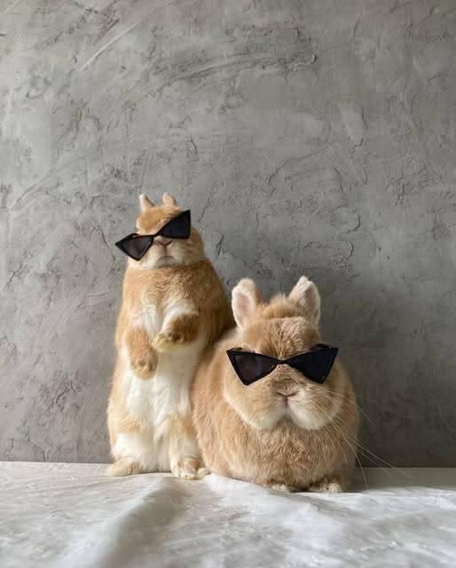 two bunnies wearing sunglasses
